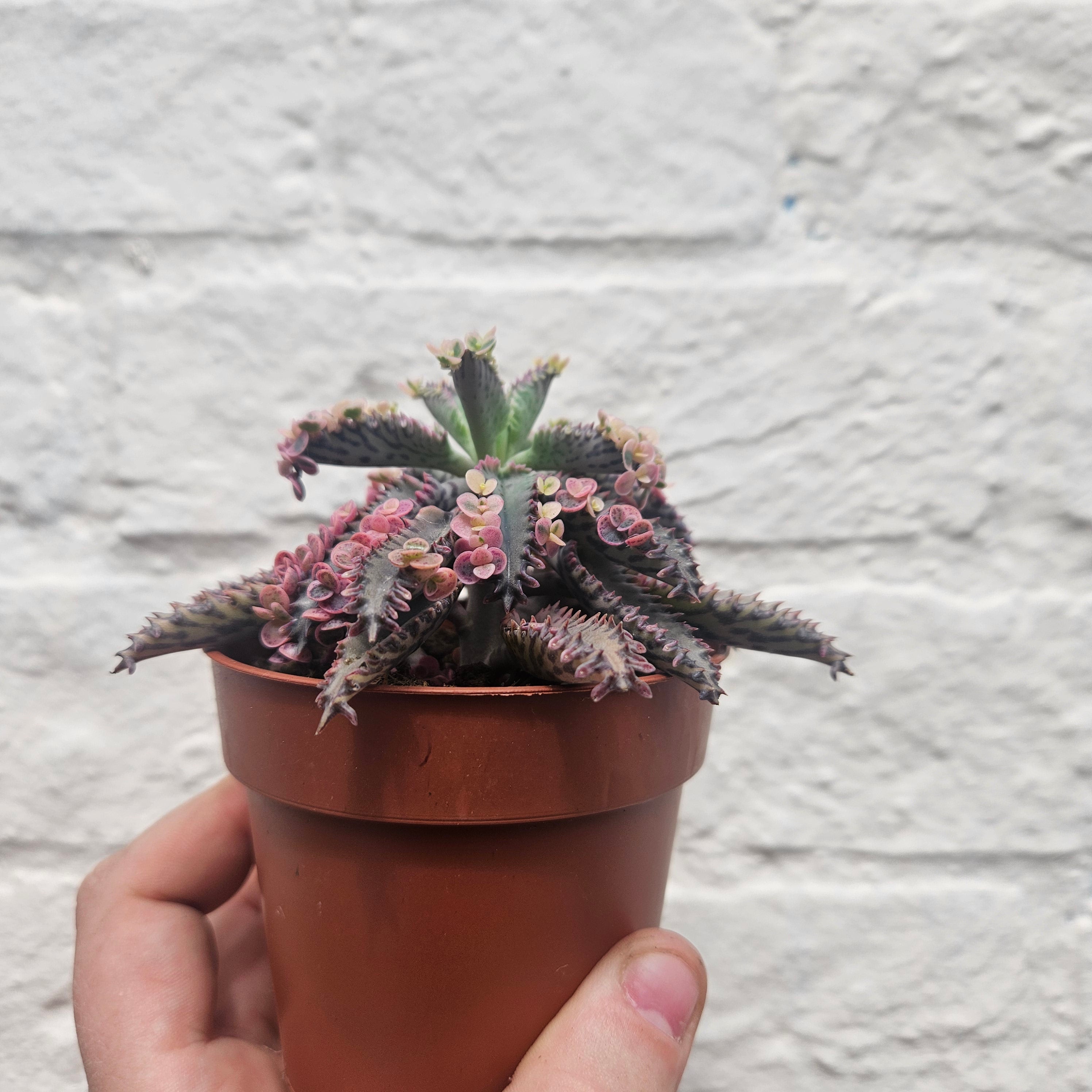 Kalanchoe Tubiflora &