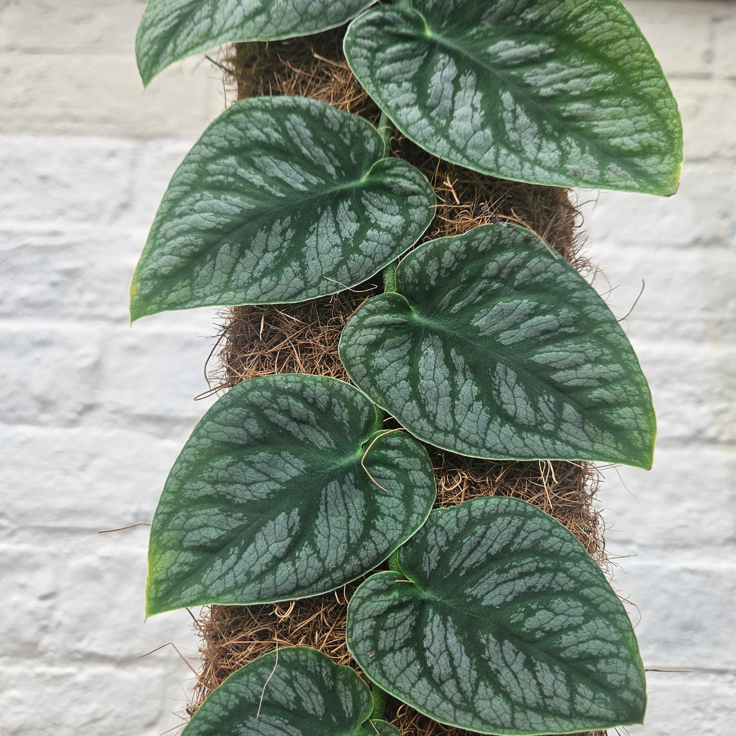 Monstera Dubia (Shingle Plant)