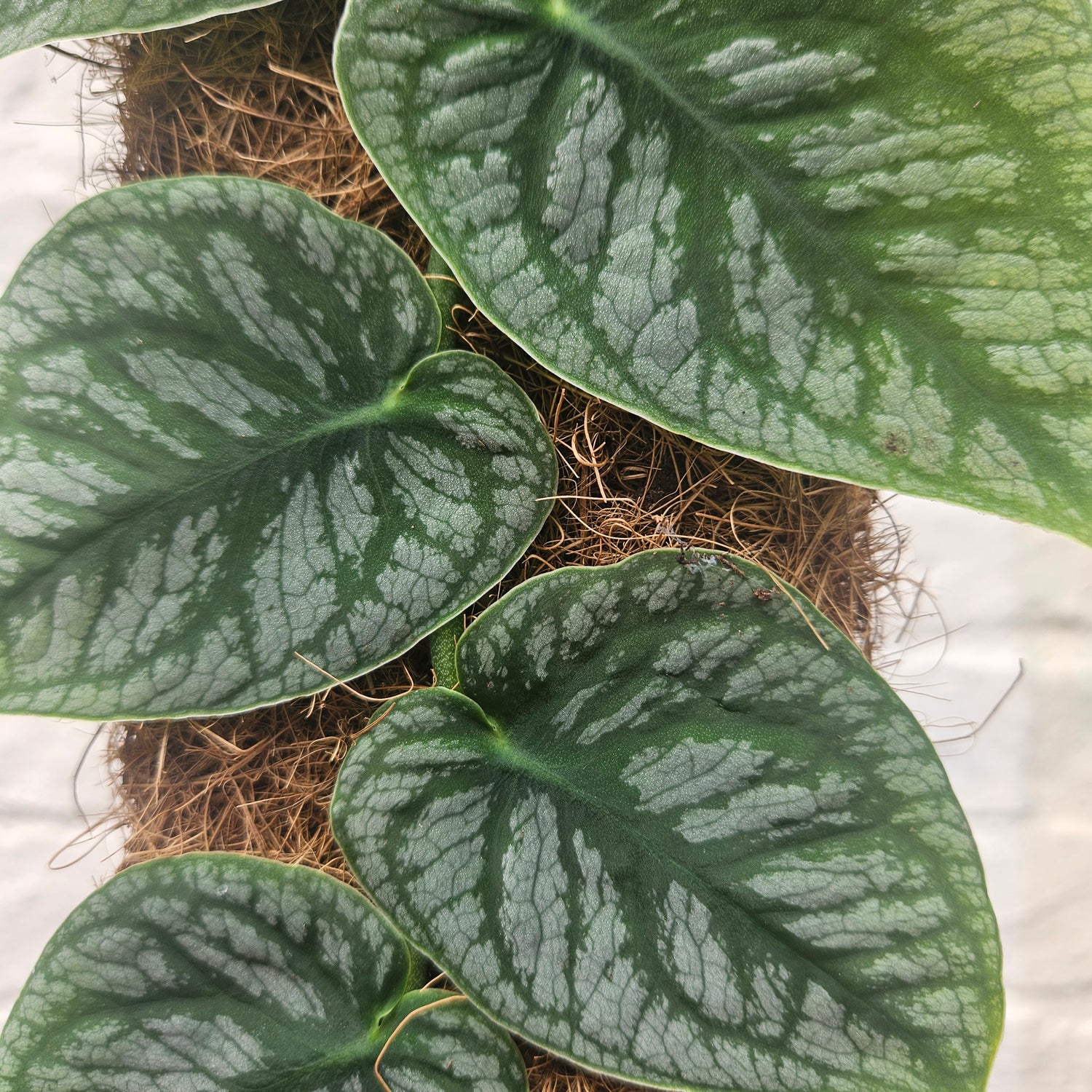 Monstera Dubia (Shingle Plant)