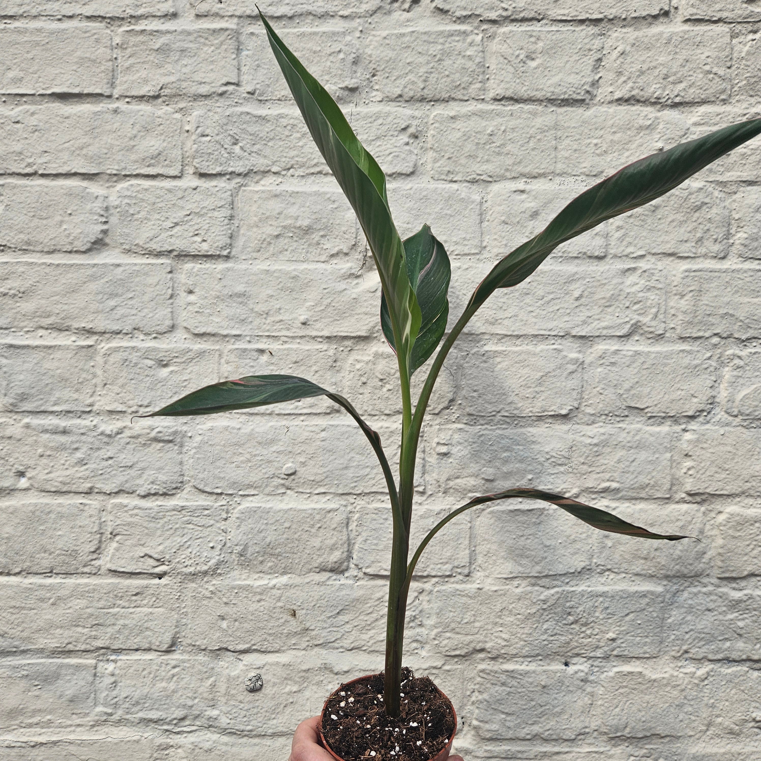 Musa &