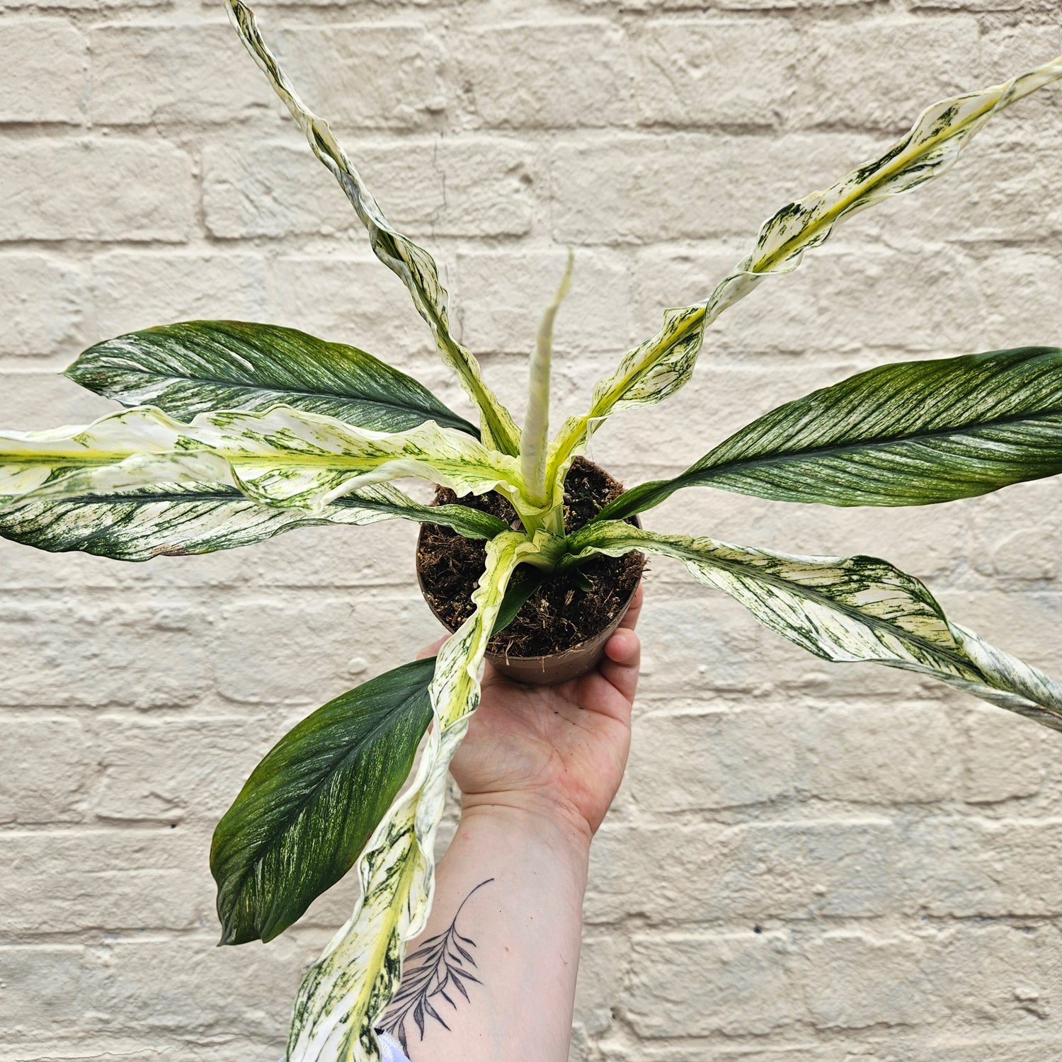 Spathiphyllum sensation variegated (Variegated Peace Lily)