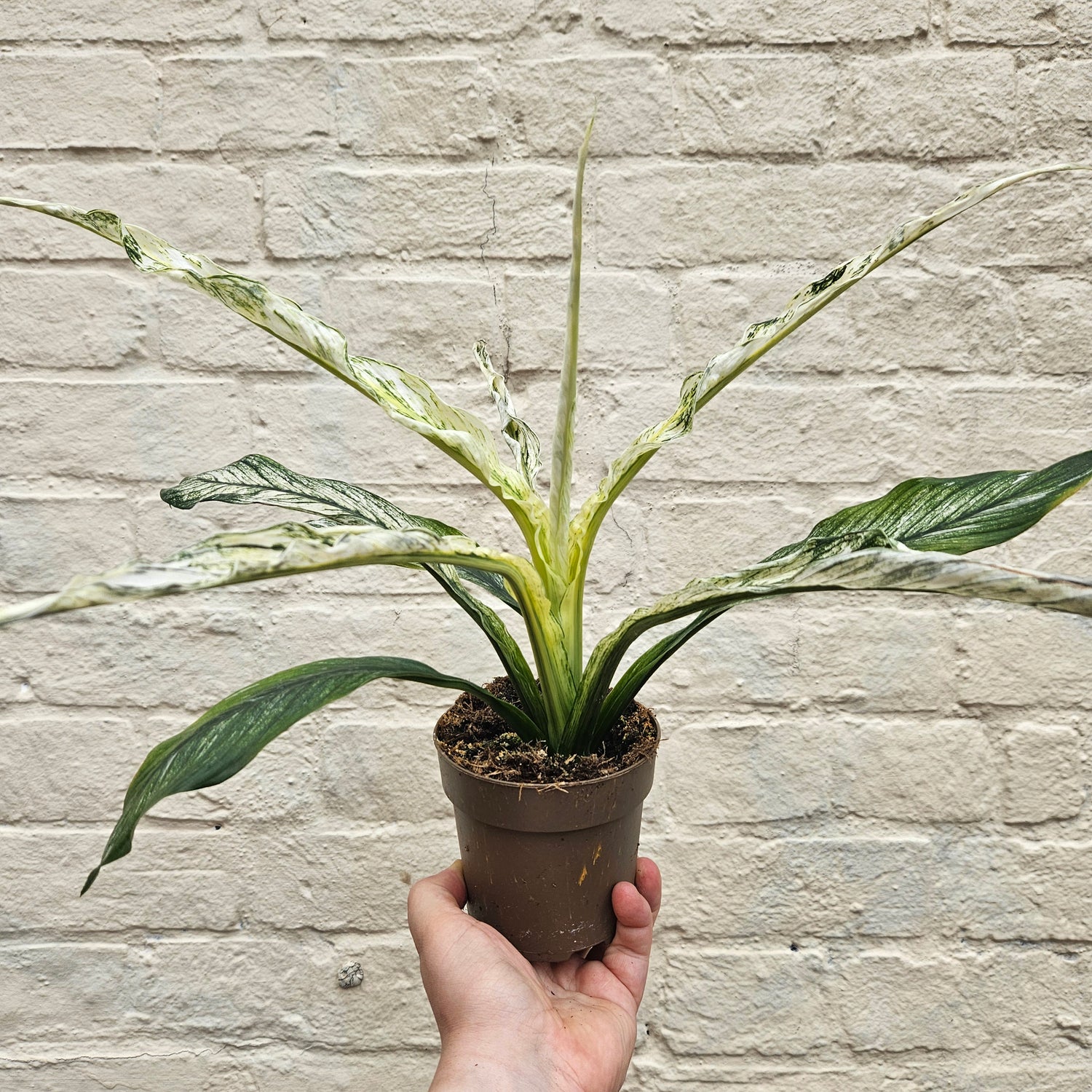 Spathiphyllum sensation variegated (Variegated Peace Lily)