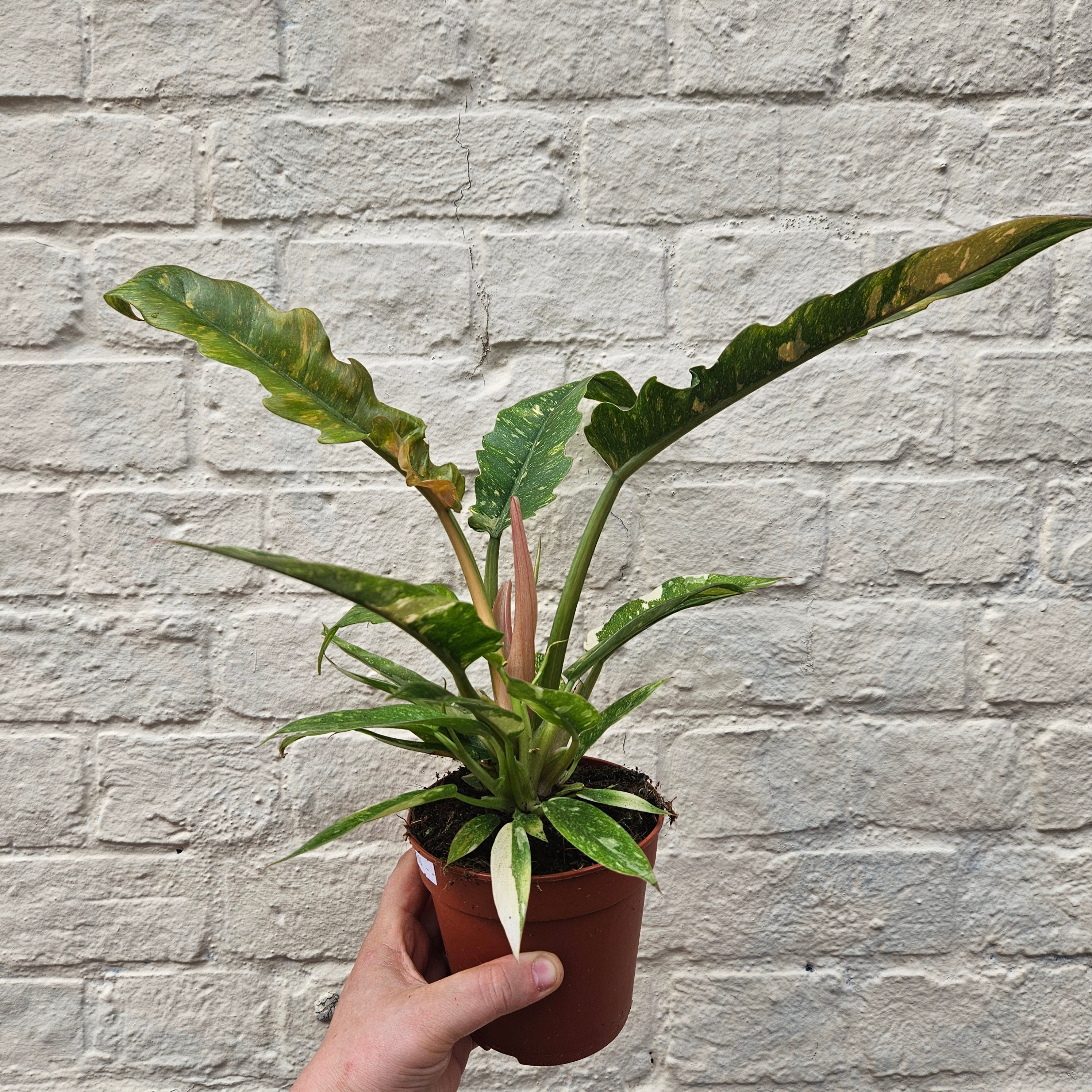 Philodendron &