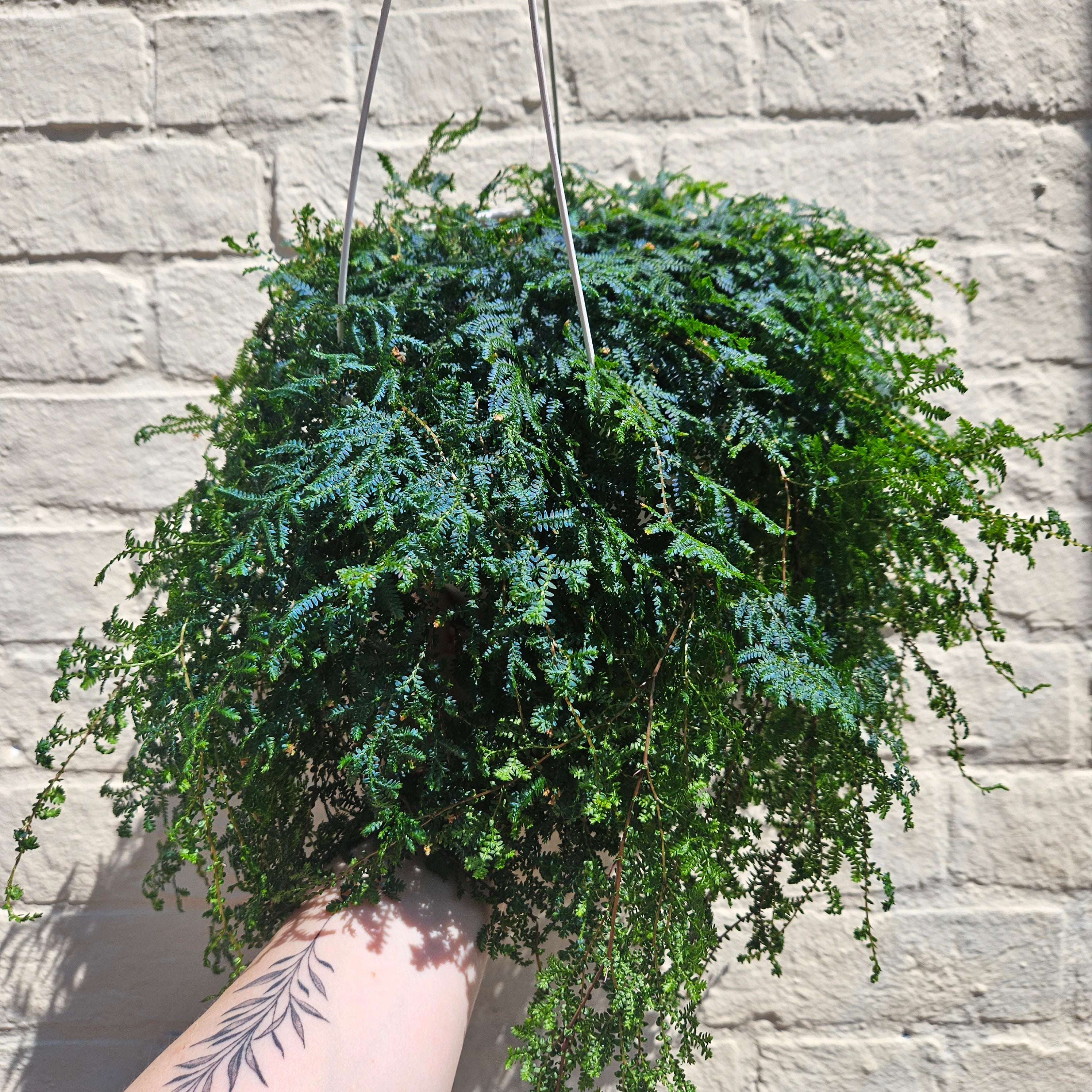 Selaginella uncinata &