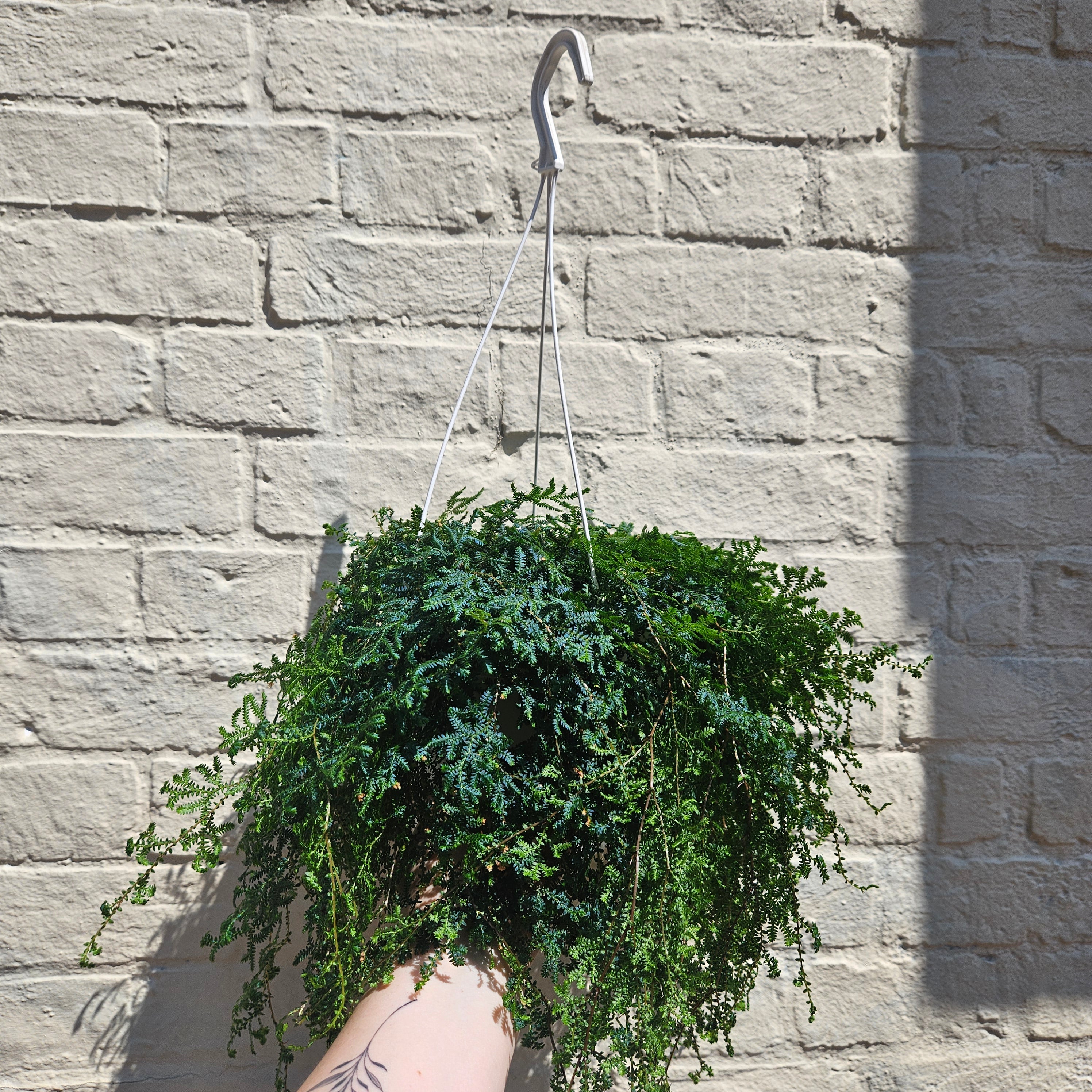 Selaginella uncinata &