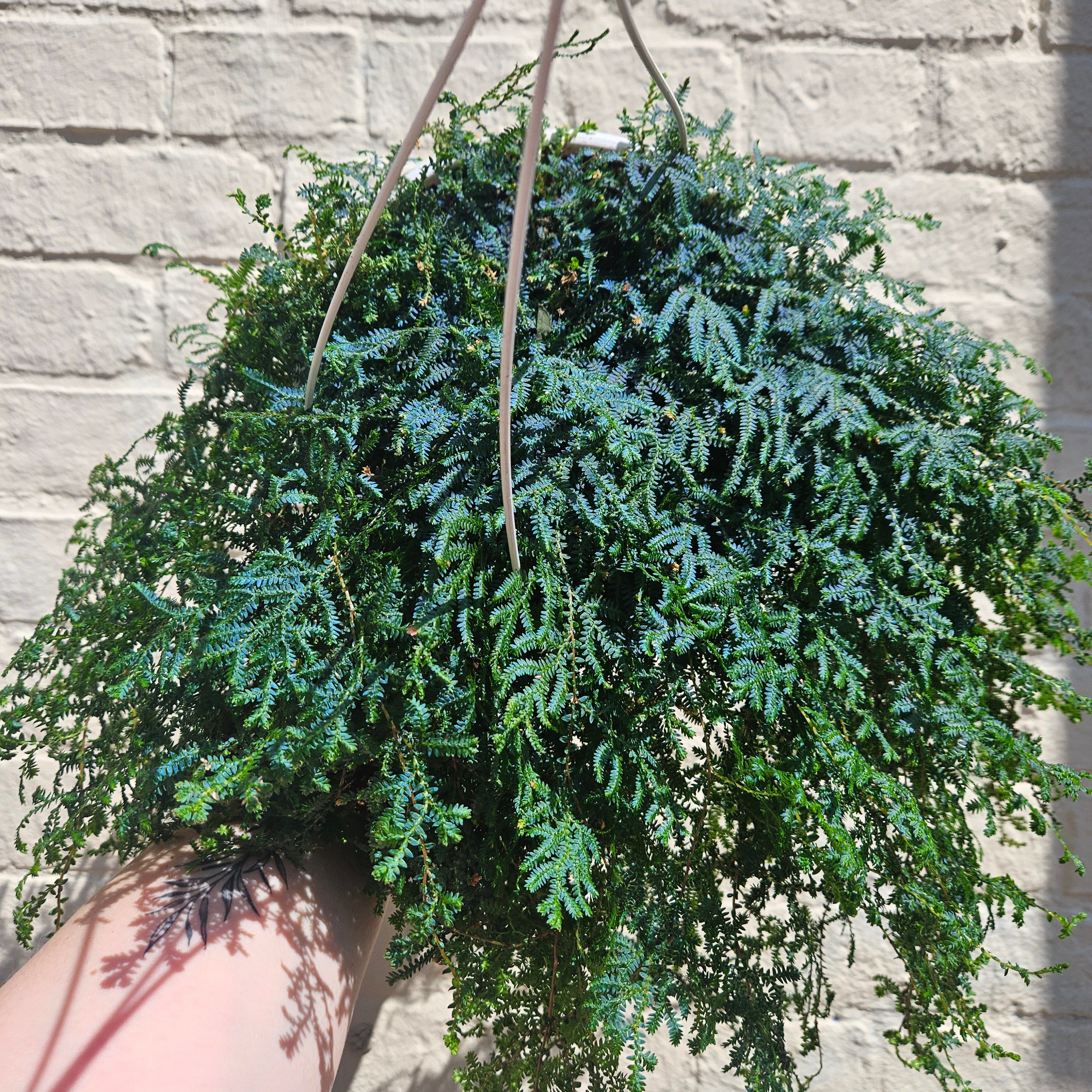 Selaginella uncinata &