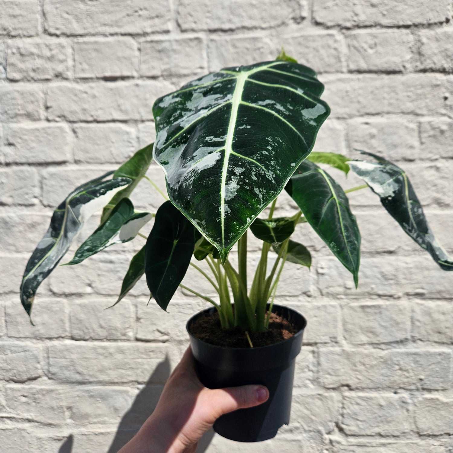 Alocasia micholitziana &