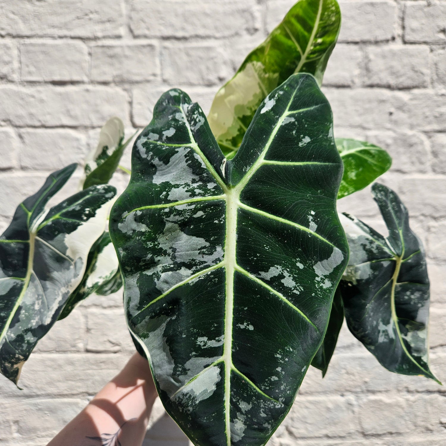 Alocasia micholitziana &