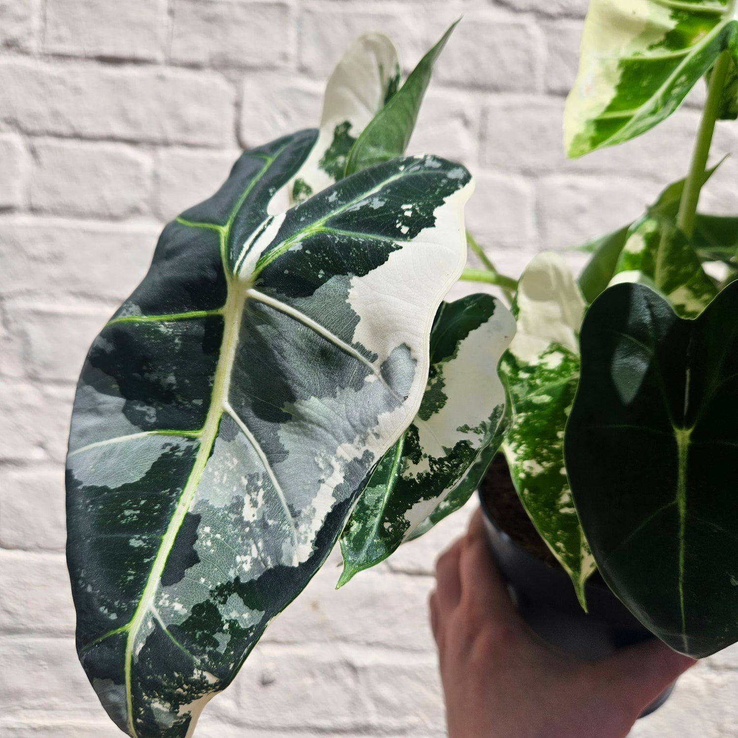 Alocasia micholitziana &