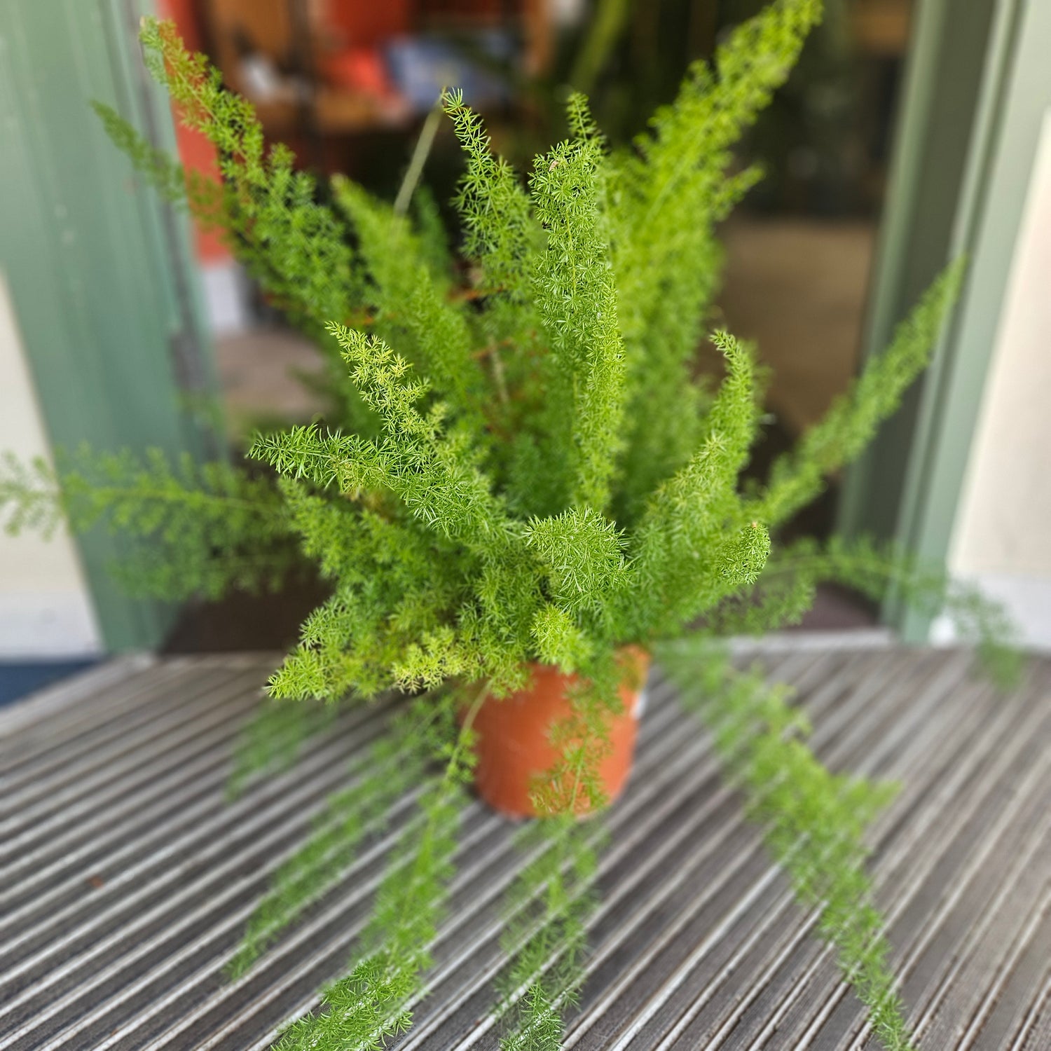 Asparagus densiflorus ‘Myersii’ (Foxtail Fern)