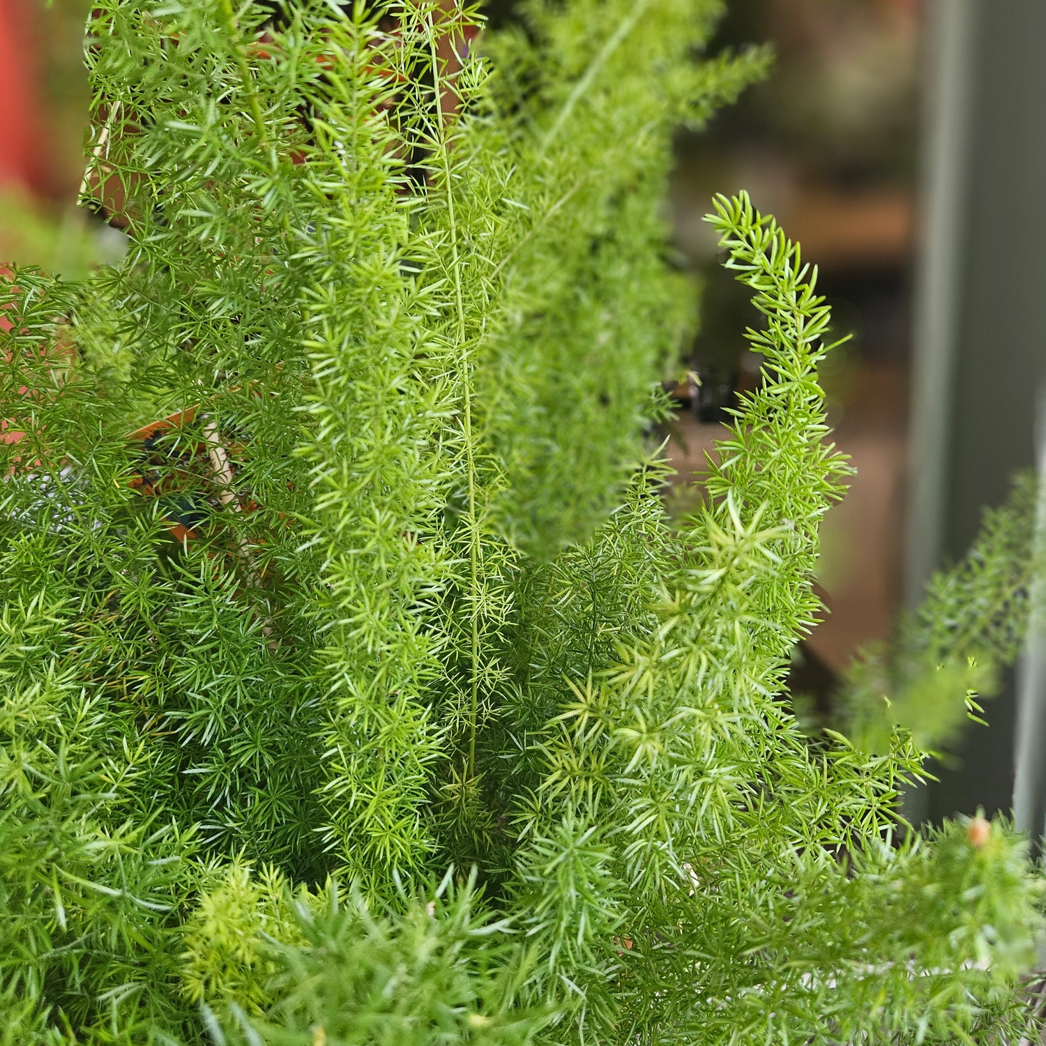 Asparagus densiflorus ‘Myersii’ (Foxtail Fern)
