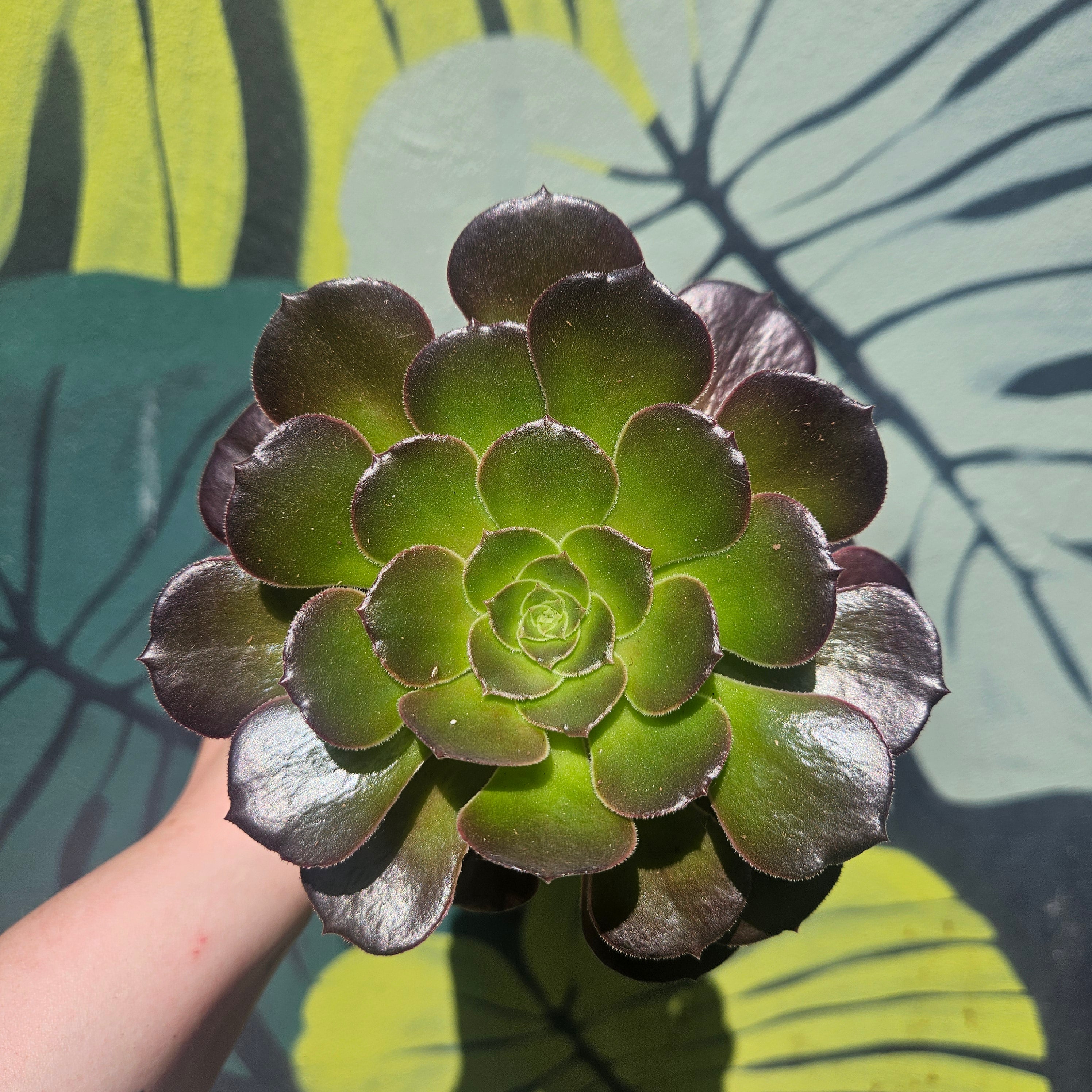 Aeonium arboreum Varieties (Houseleek Tree/ Tree Aeonium)