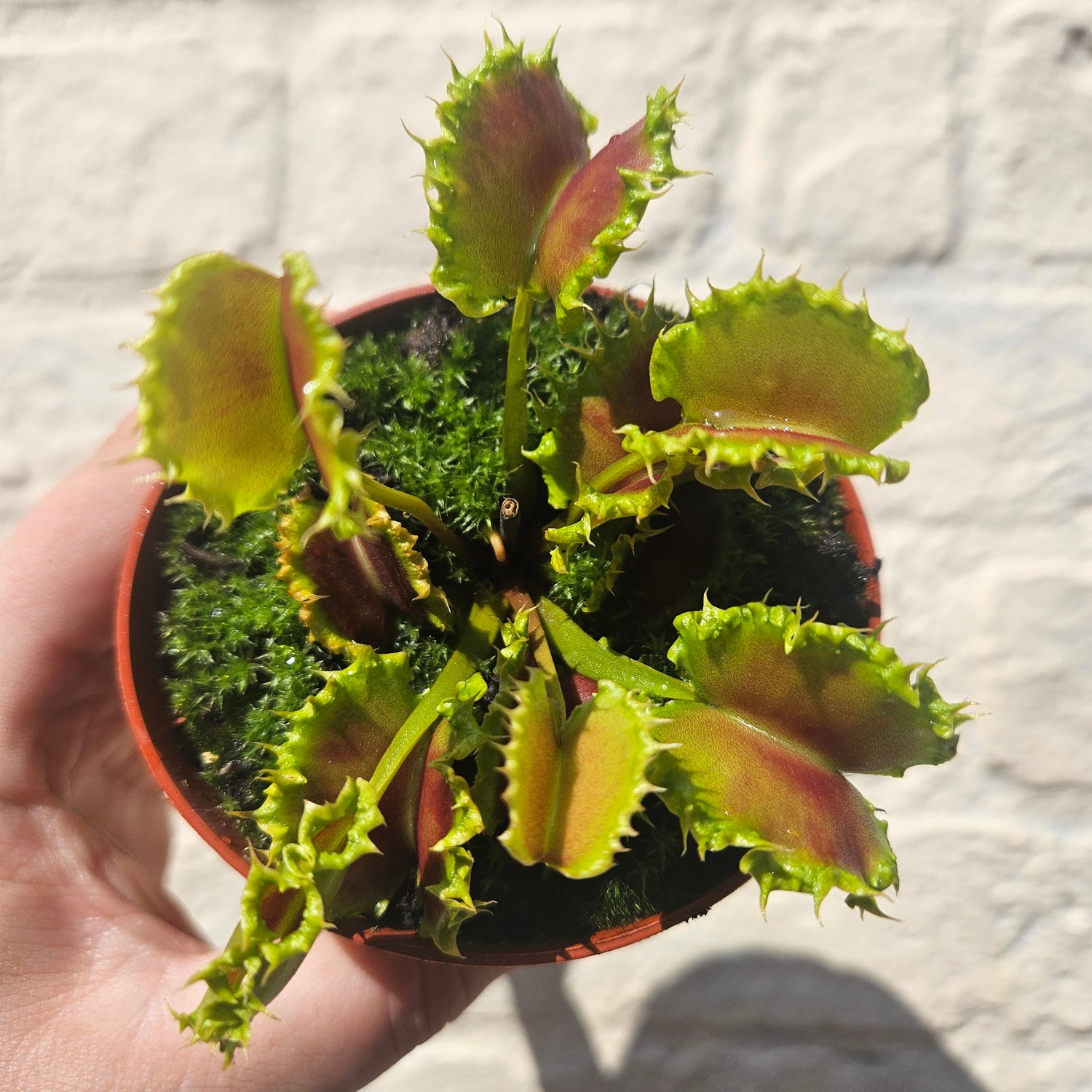 Dionaea muscipula &