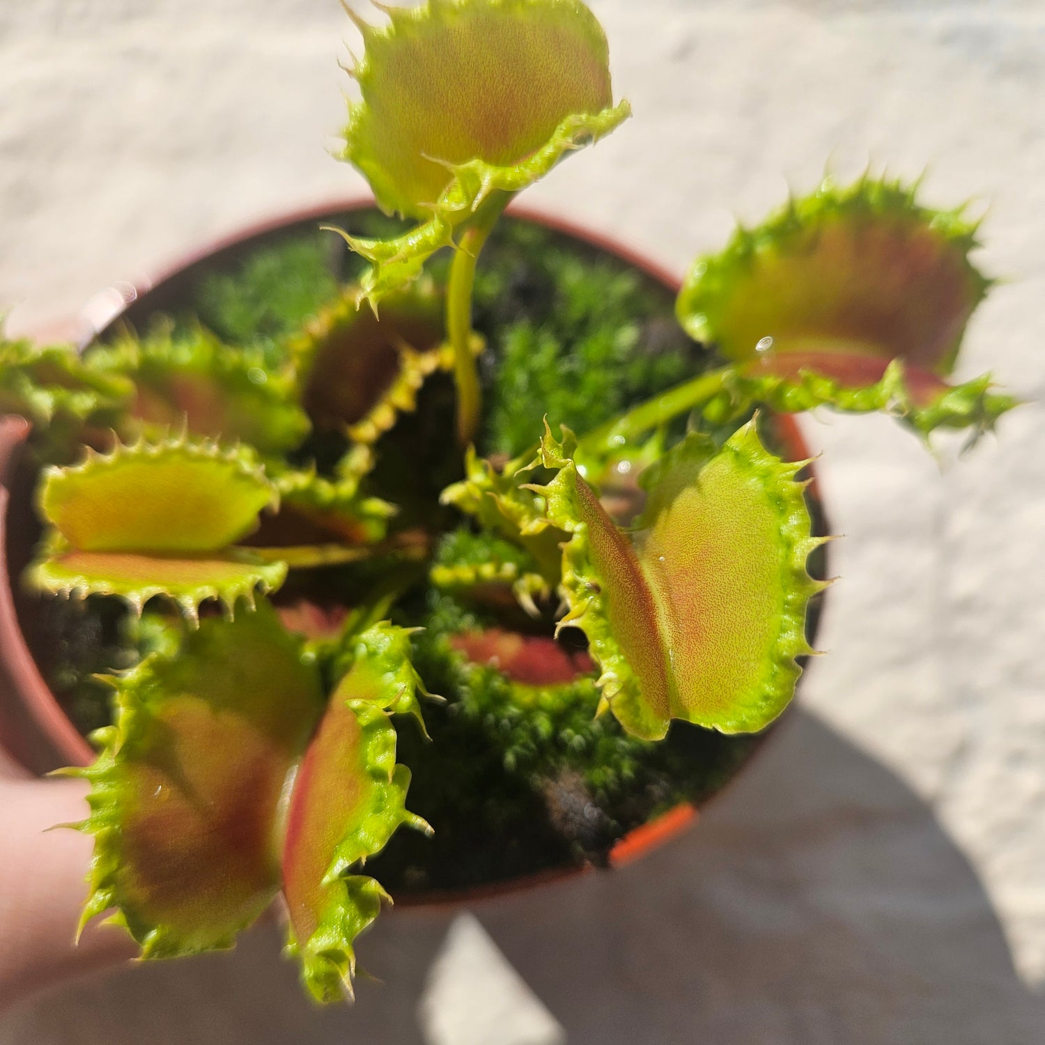 Dionaea muscipula &