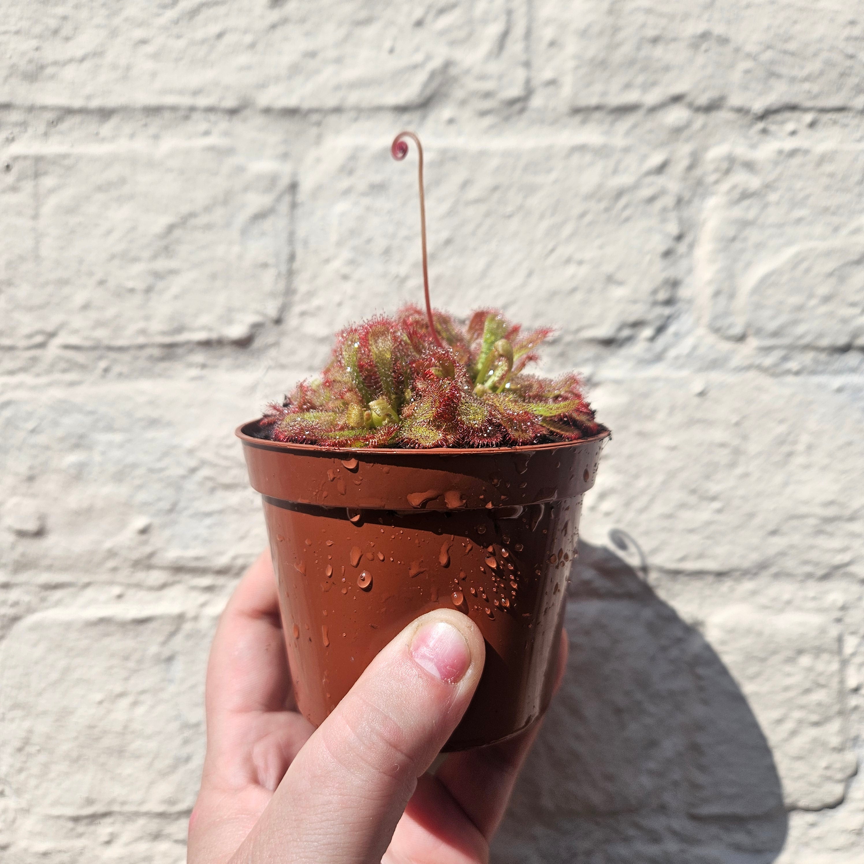 Drosera aliciae (Alice&
