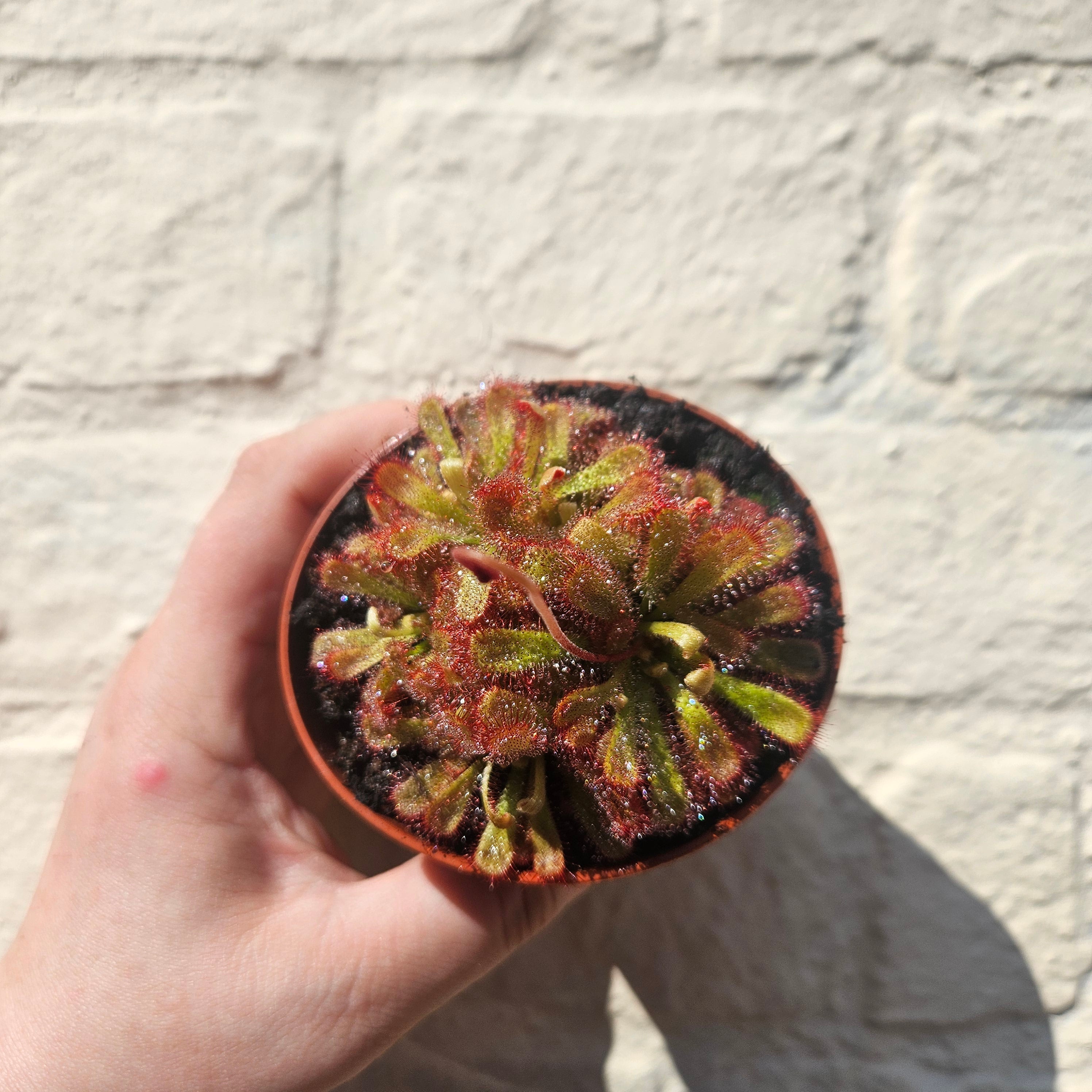 Drosera aliciae (Alice&