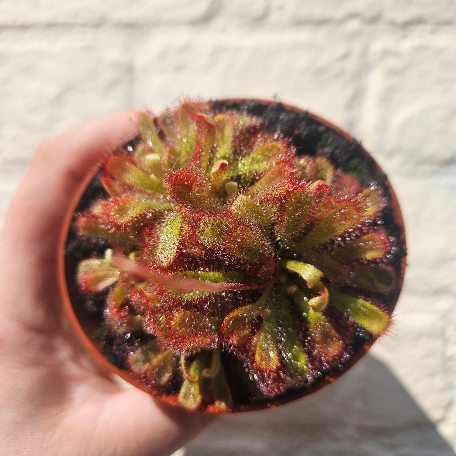 Drosera aliciae (Alice&