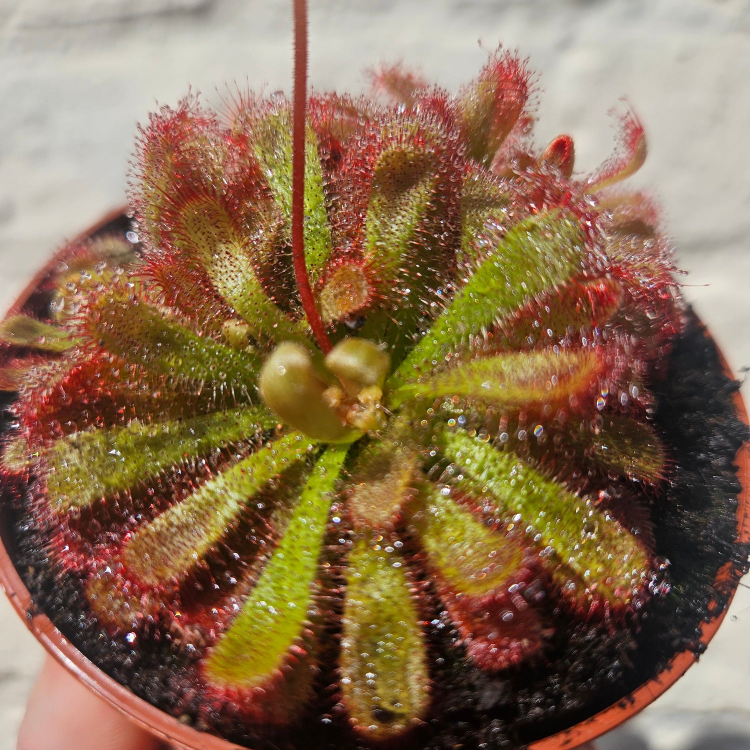 Drosera aliciae (Alice&