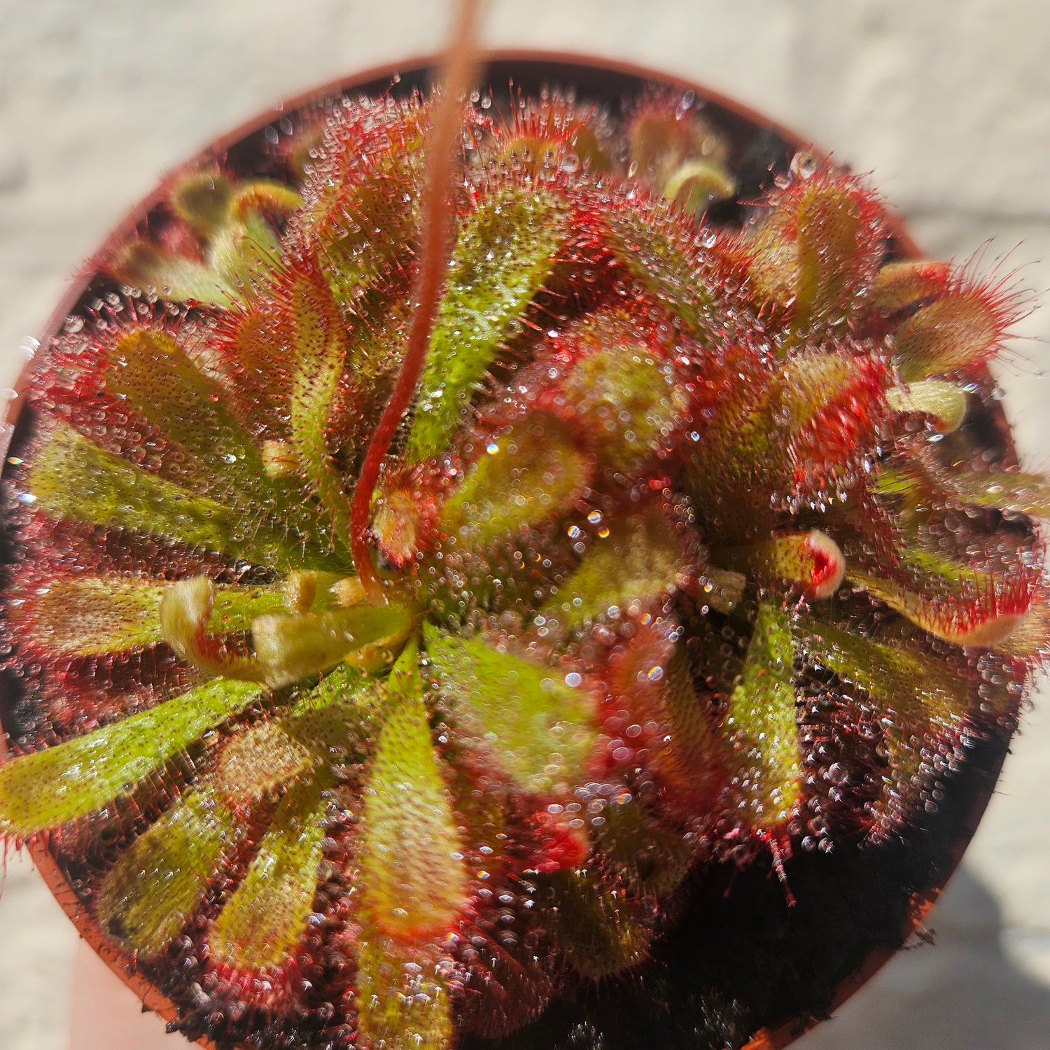 Drosera aliciae (Alice&