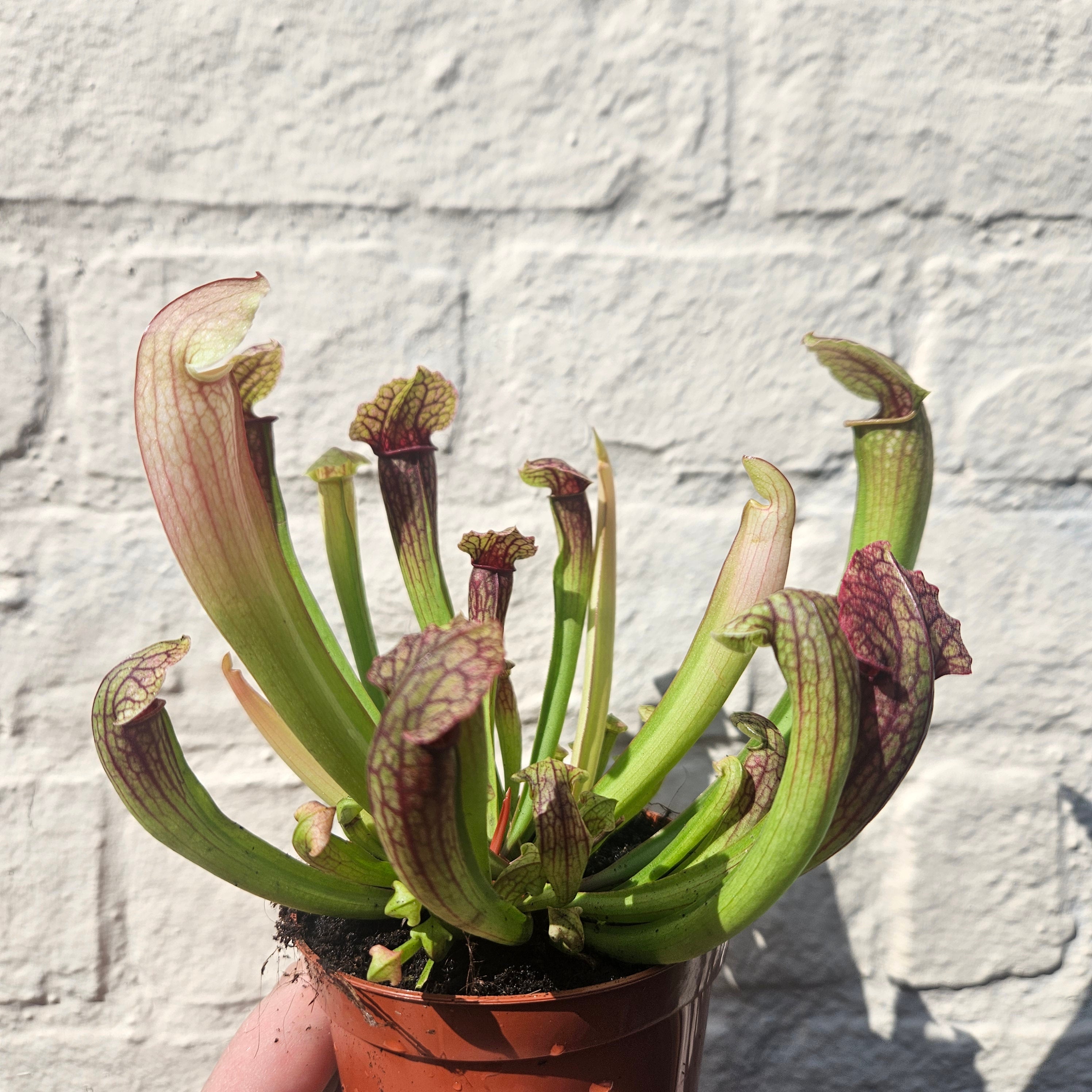 Sarracenia Varieties (Trumpet Pitcher plant) Carnivorous plant