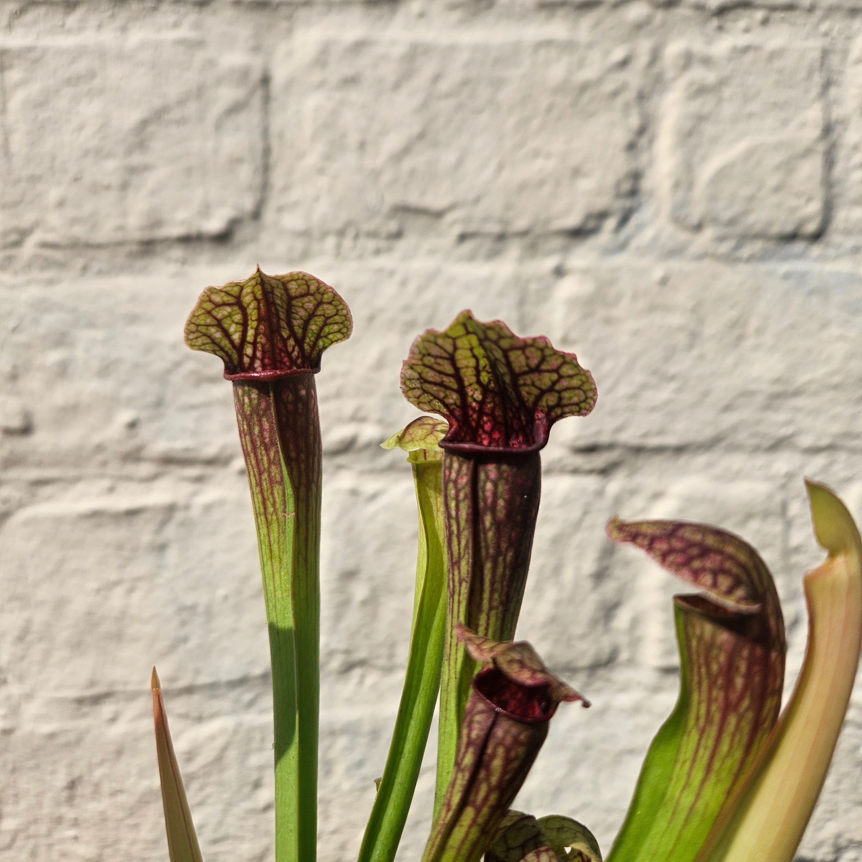 Sarracenia Varieties (Trumpet Pitcher plant) Carnivorous plant