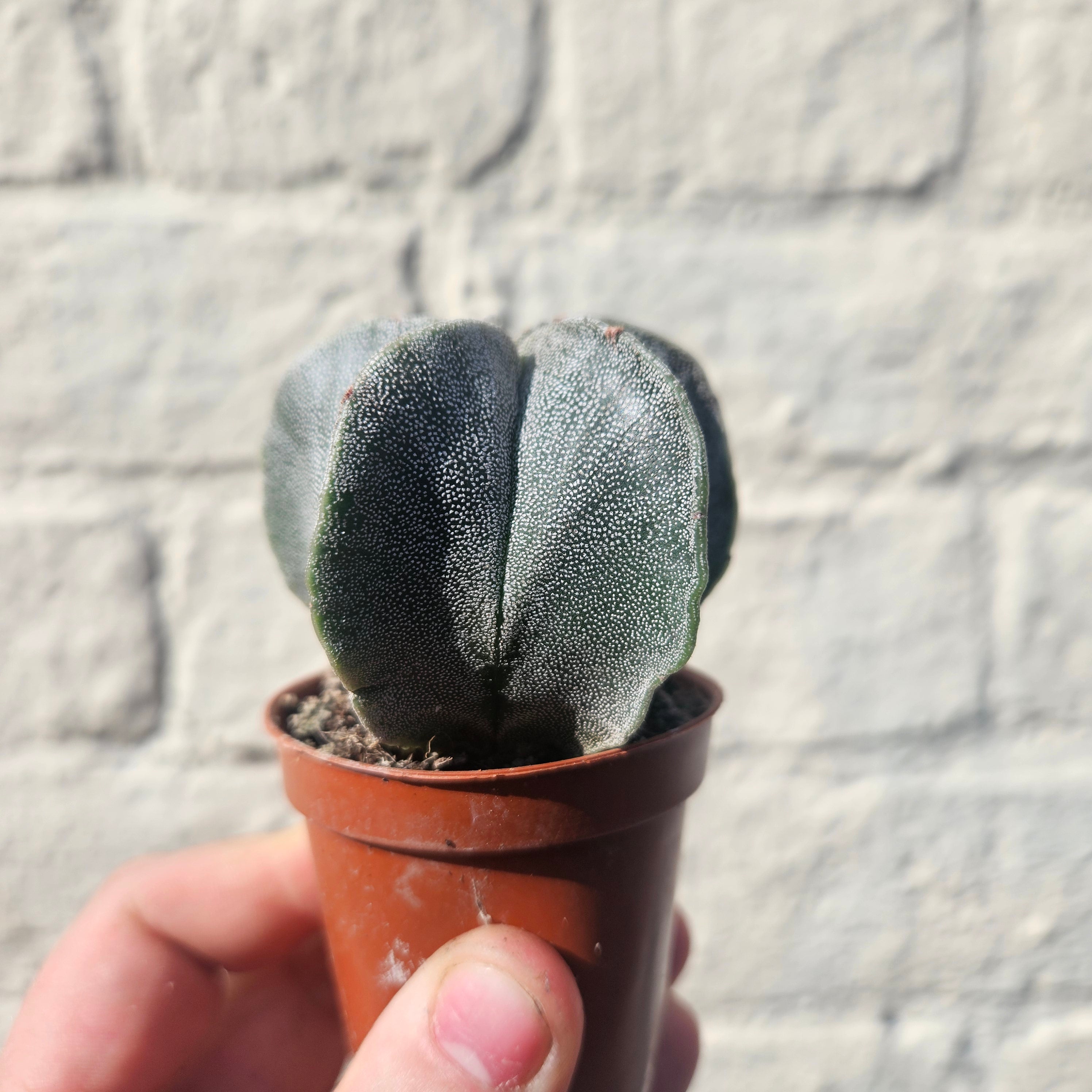 Astrophytum myriostigma (Bishop’s Mitre/Star Cactus)