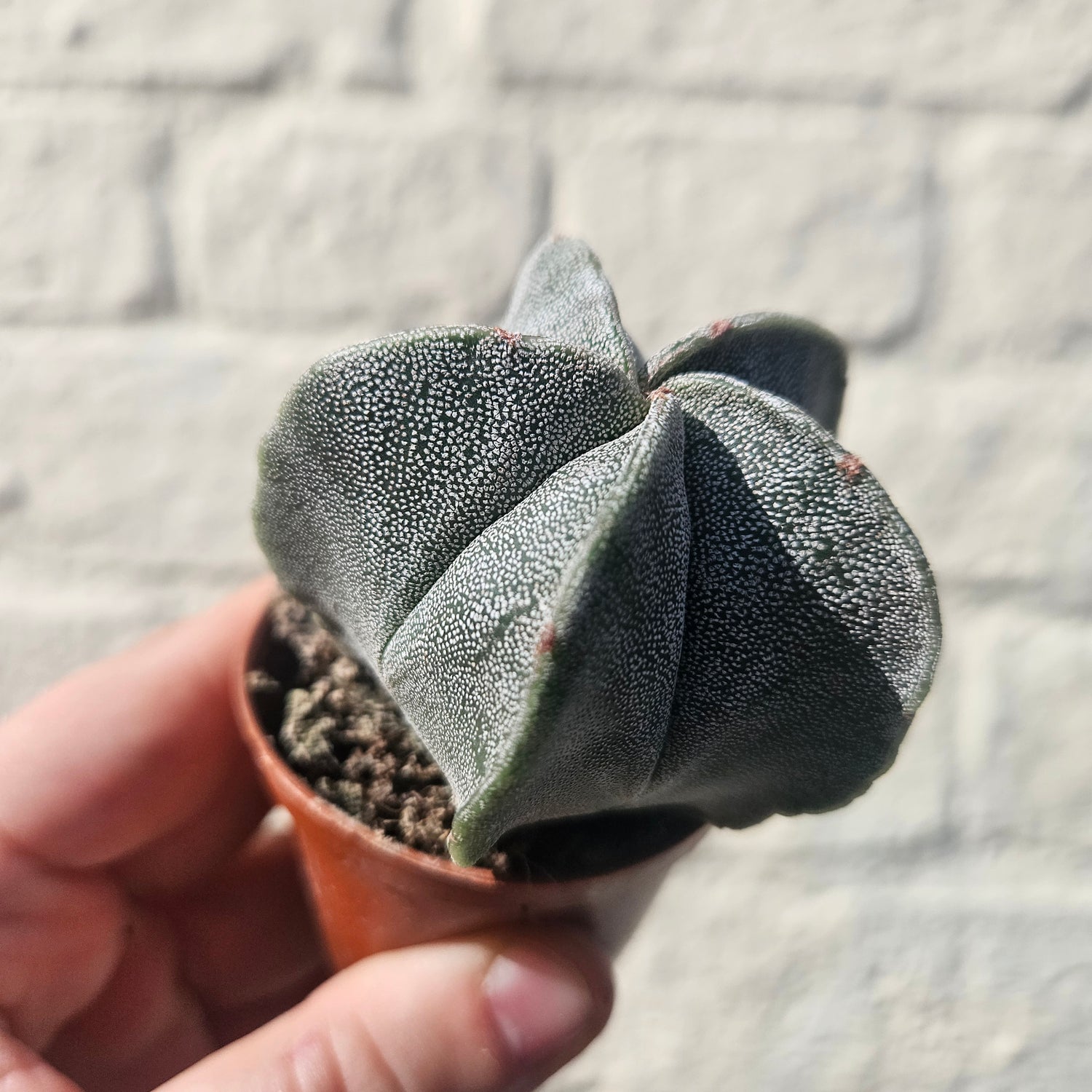Astrophytum myriostigma (Bishop’s Mitre/Star Cactus)