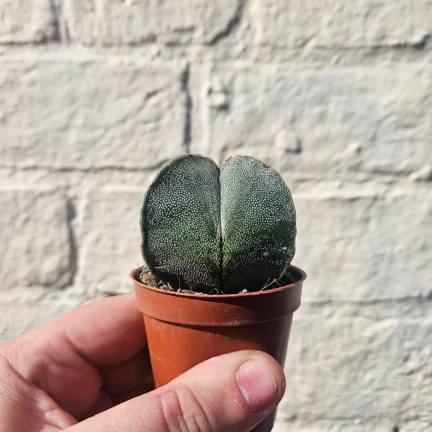 Astrophytum myriostigma (Bishop’s Mitre/Star Cactus)