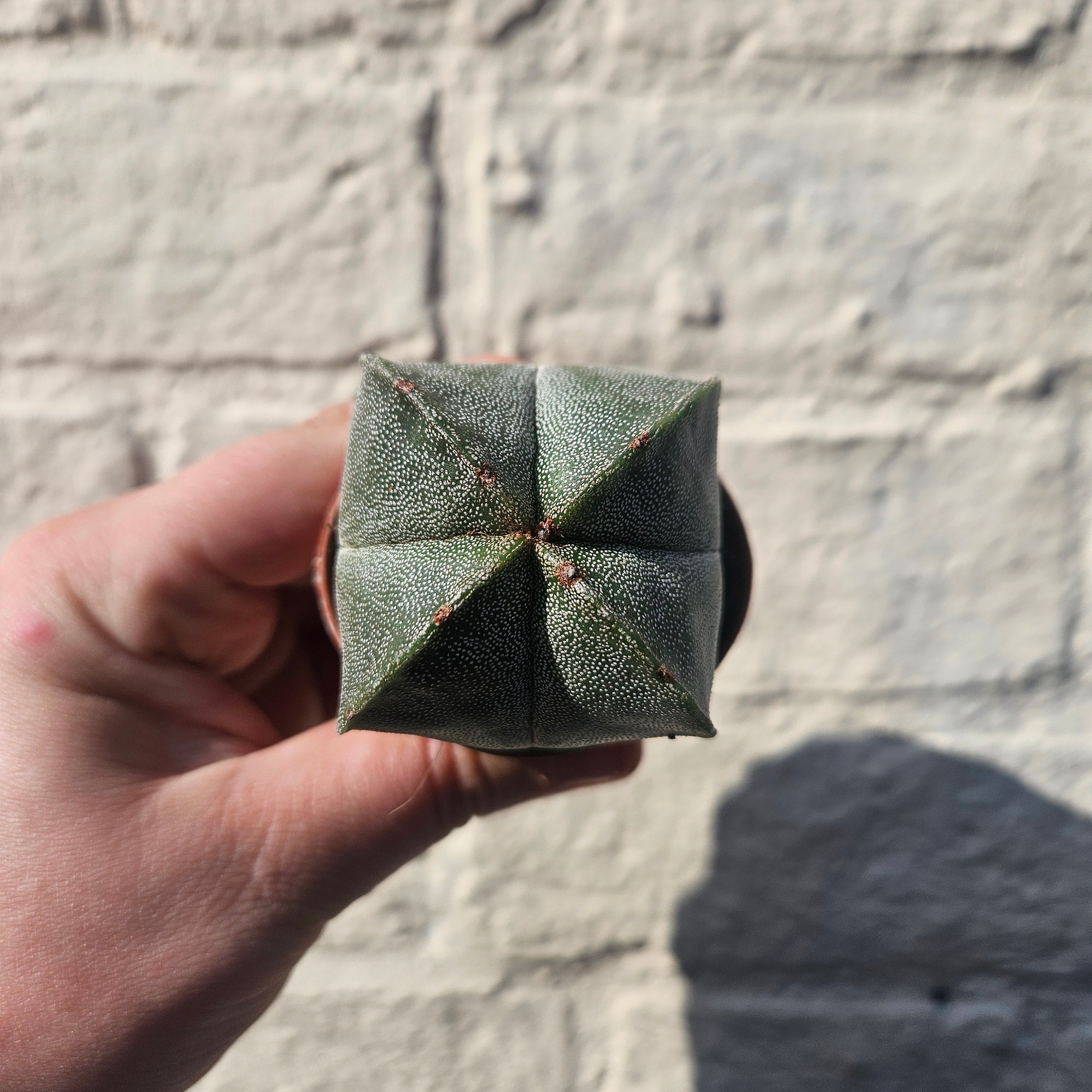 Astrophytum myriostigma (Bishop’s Mitre/Star Cactus)
