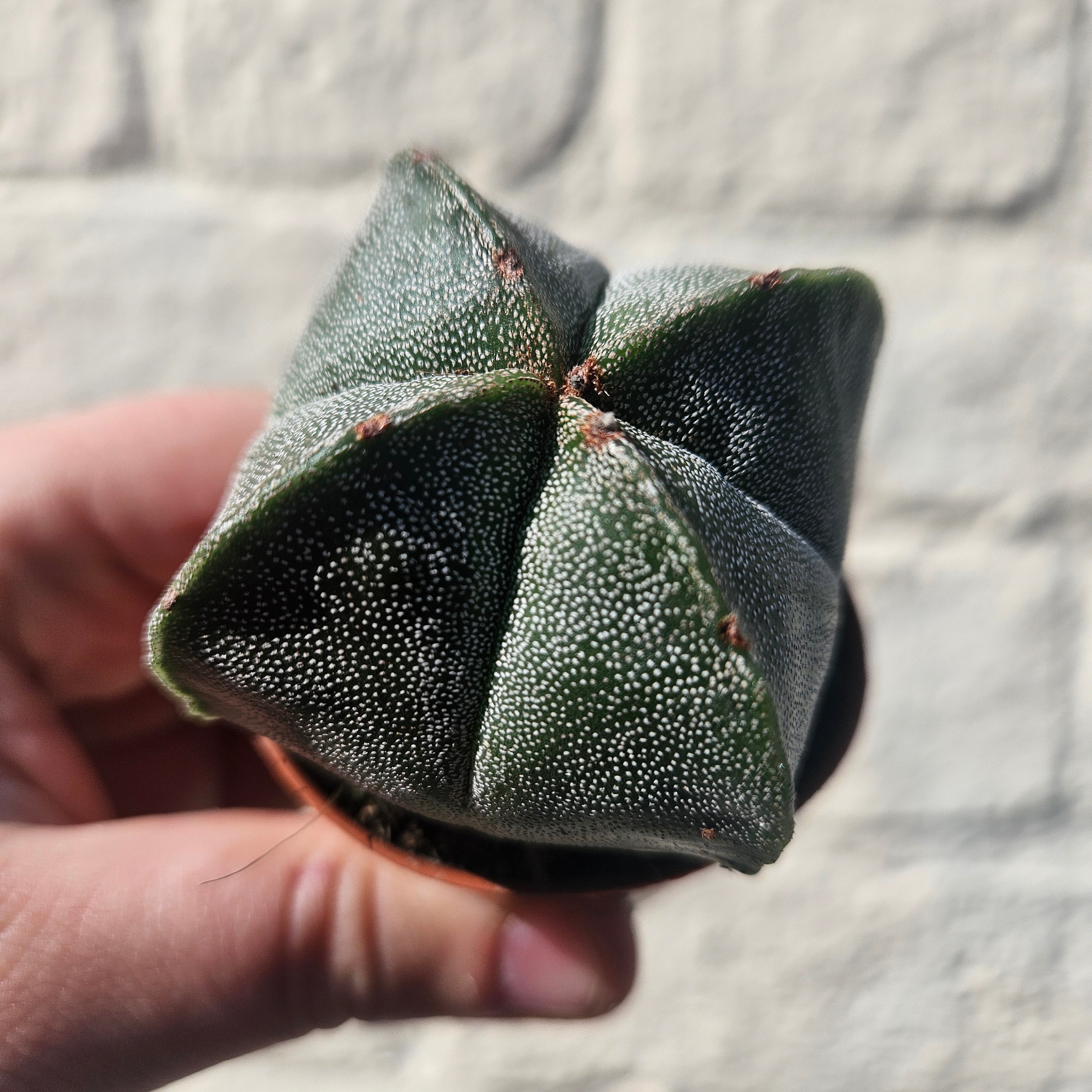 Astrophytum myriostigma (Bishop’s Mitre/Star Cactus)