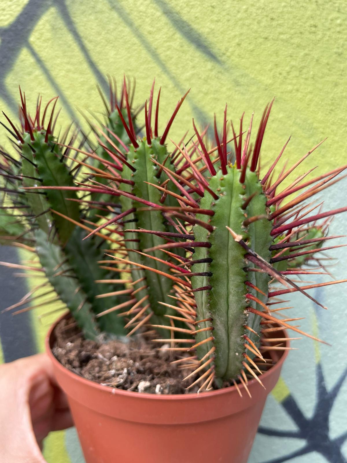 Euphorbia enopla (Pincushion plant) - British Grown