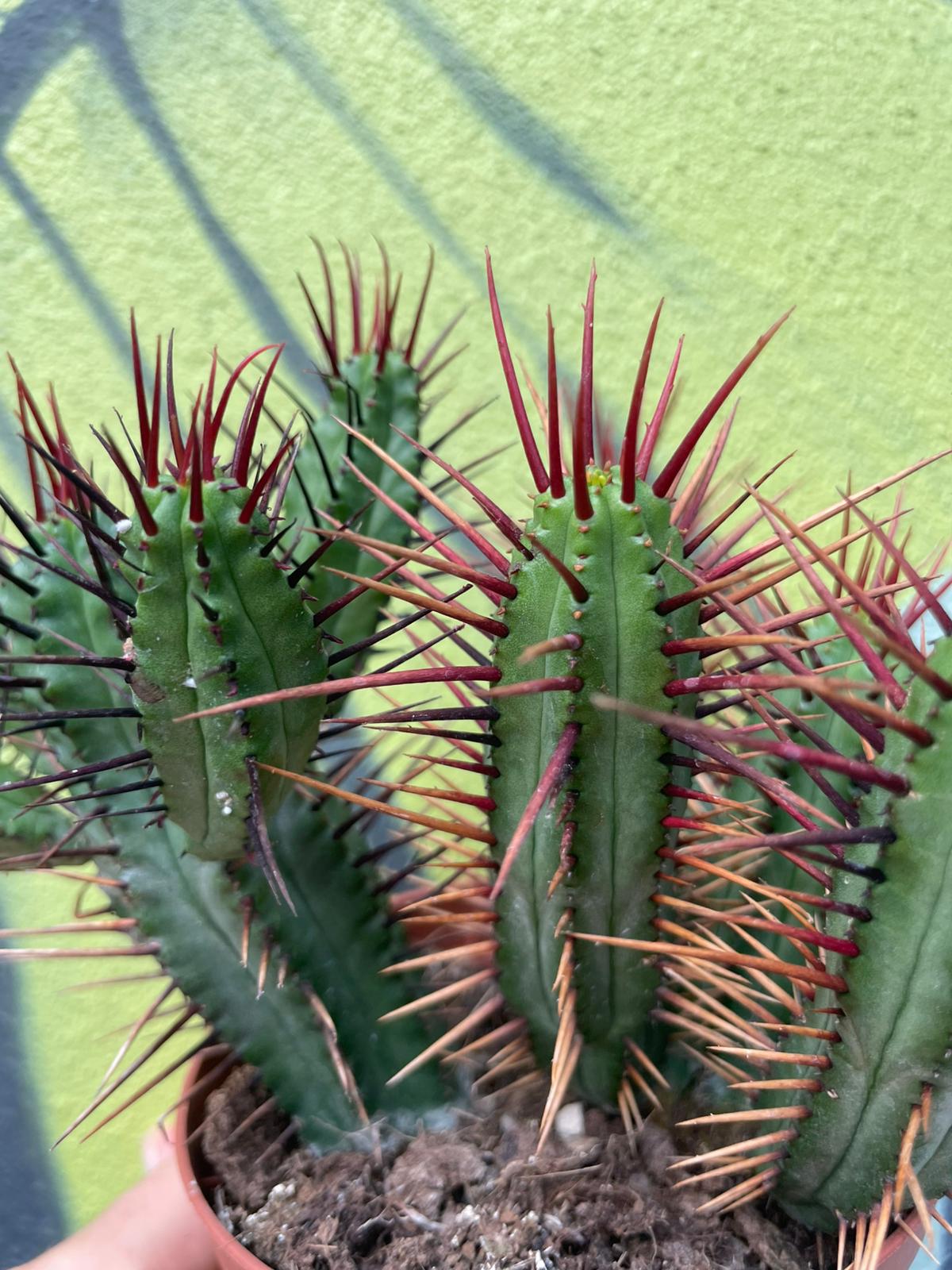Euphorbia enopla (Pincushion plant) - British Grown