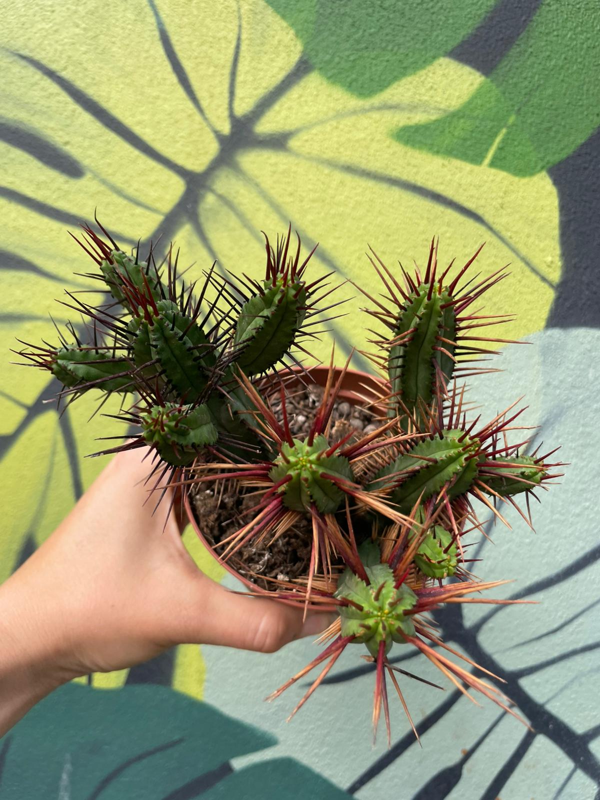 Euphorbia enopla (Pincushion plant) - British Grown