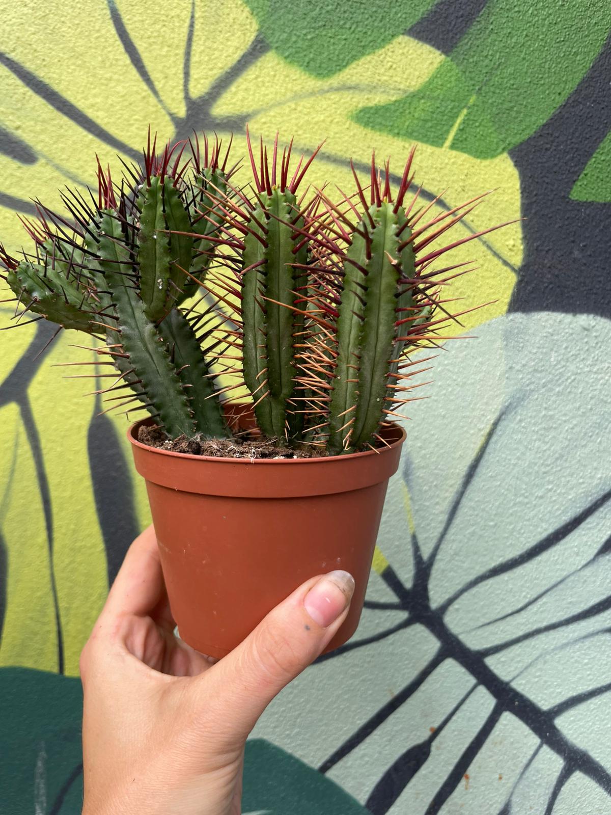 Euphorbia enopla (Pincushion plant) - British Grown