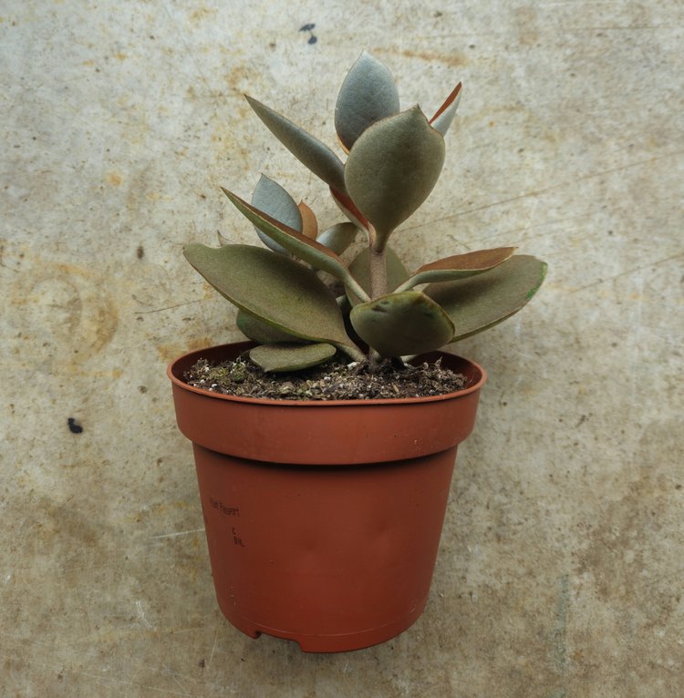 Kalanchoe orygalis (Copper spoons)