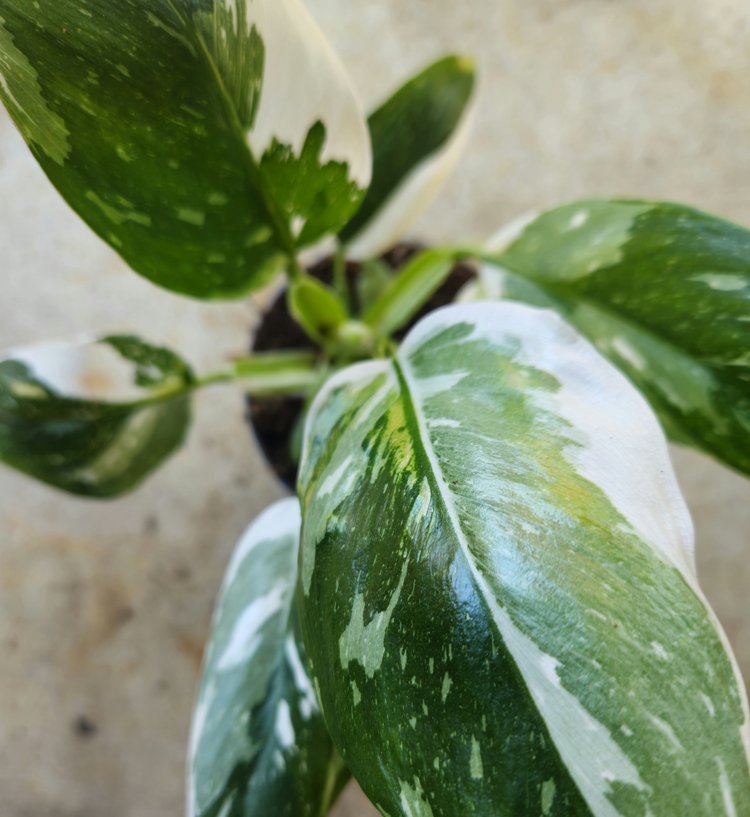 Philodendron erubescens &