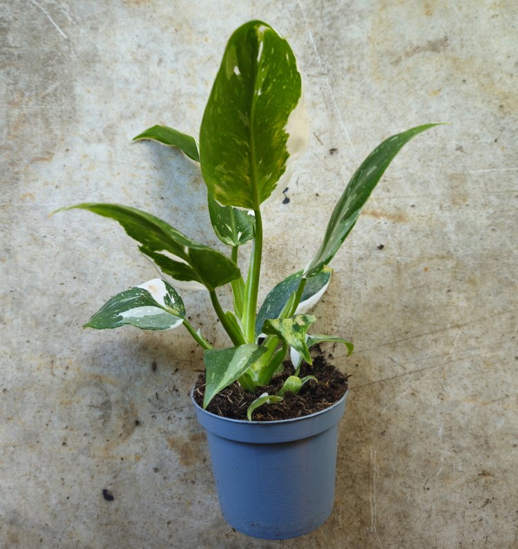 Philodendron erubescens &