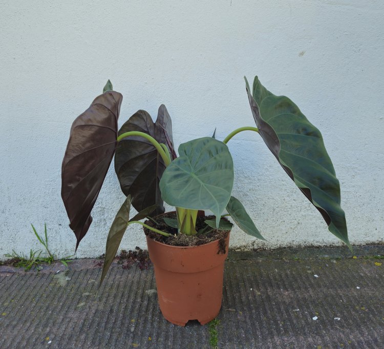 Alocasia wentii (Hardy Elephants Ear)