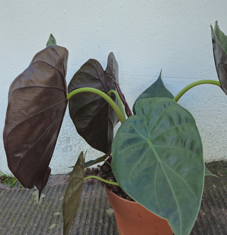 Alocasia wentii (Hardy Elephants Ear)