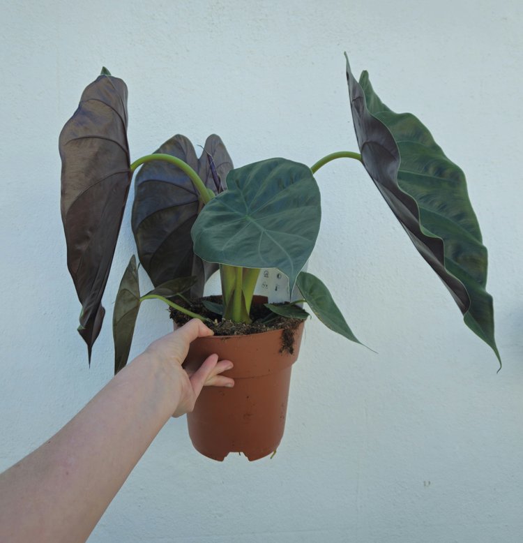 Alocasia wentii (Hardy Elephants Ear)