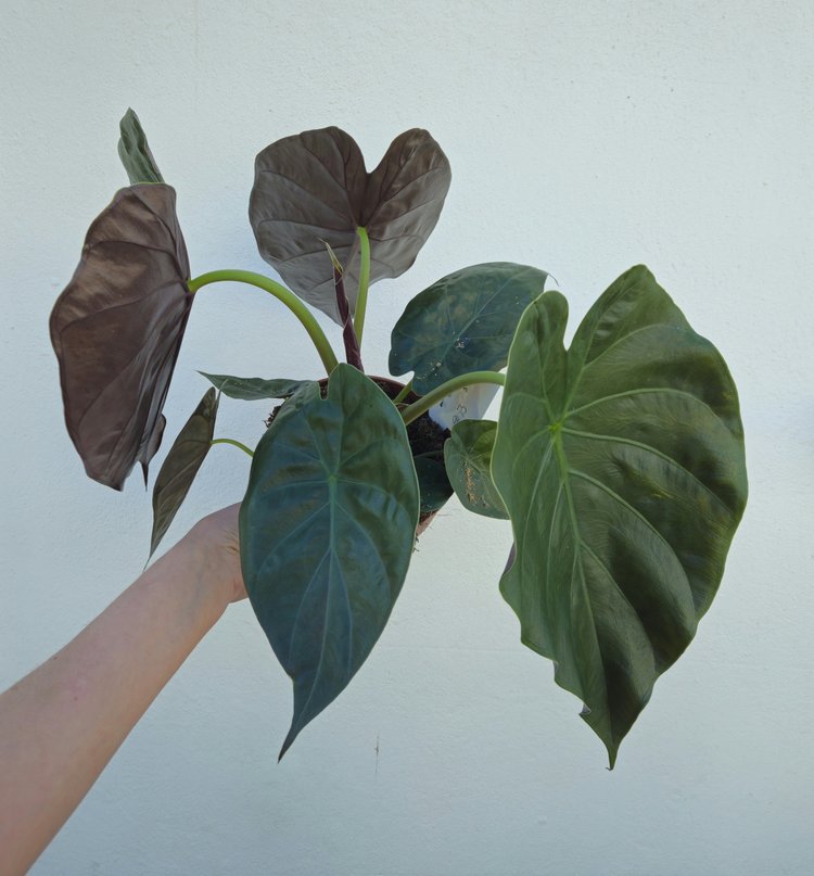 Alocasia wentii (Hardy Elephants Ear)