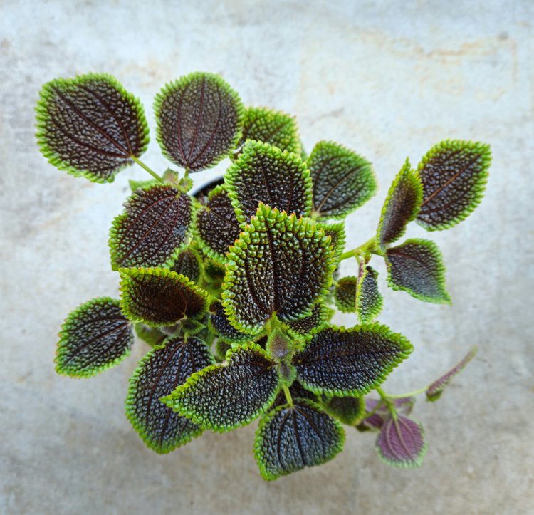 Pilea involucrata &