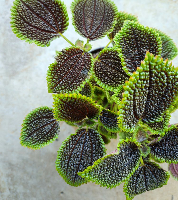 Pilea involucrata &