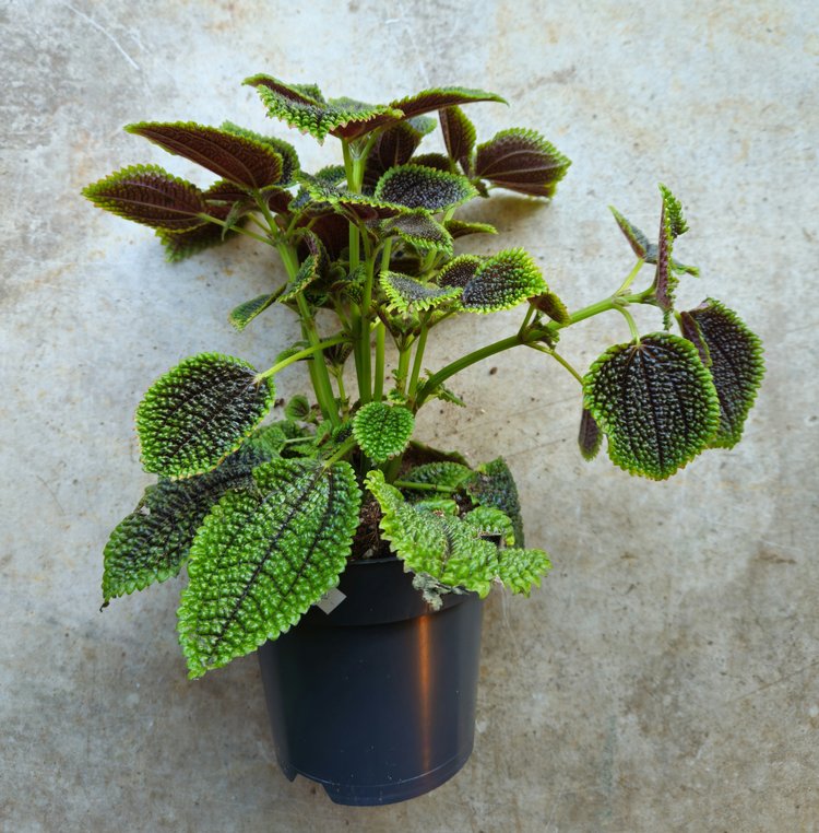 Pilea involucrata &