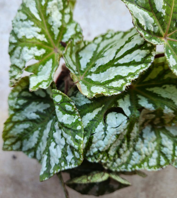 Begonia rex &