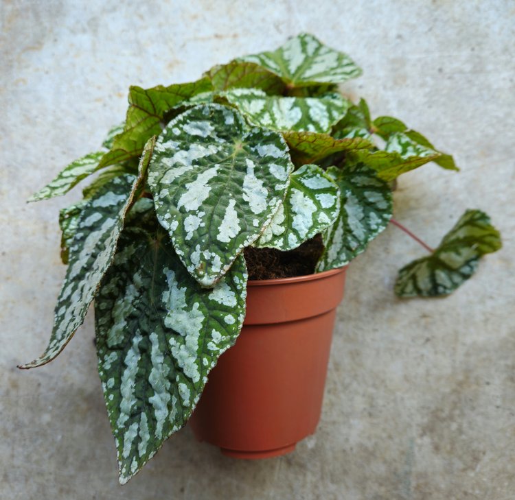 Begonia rex &