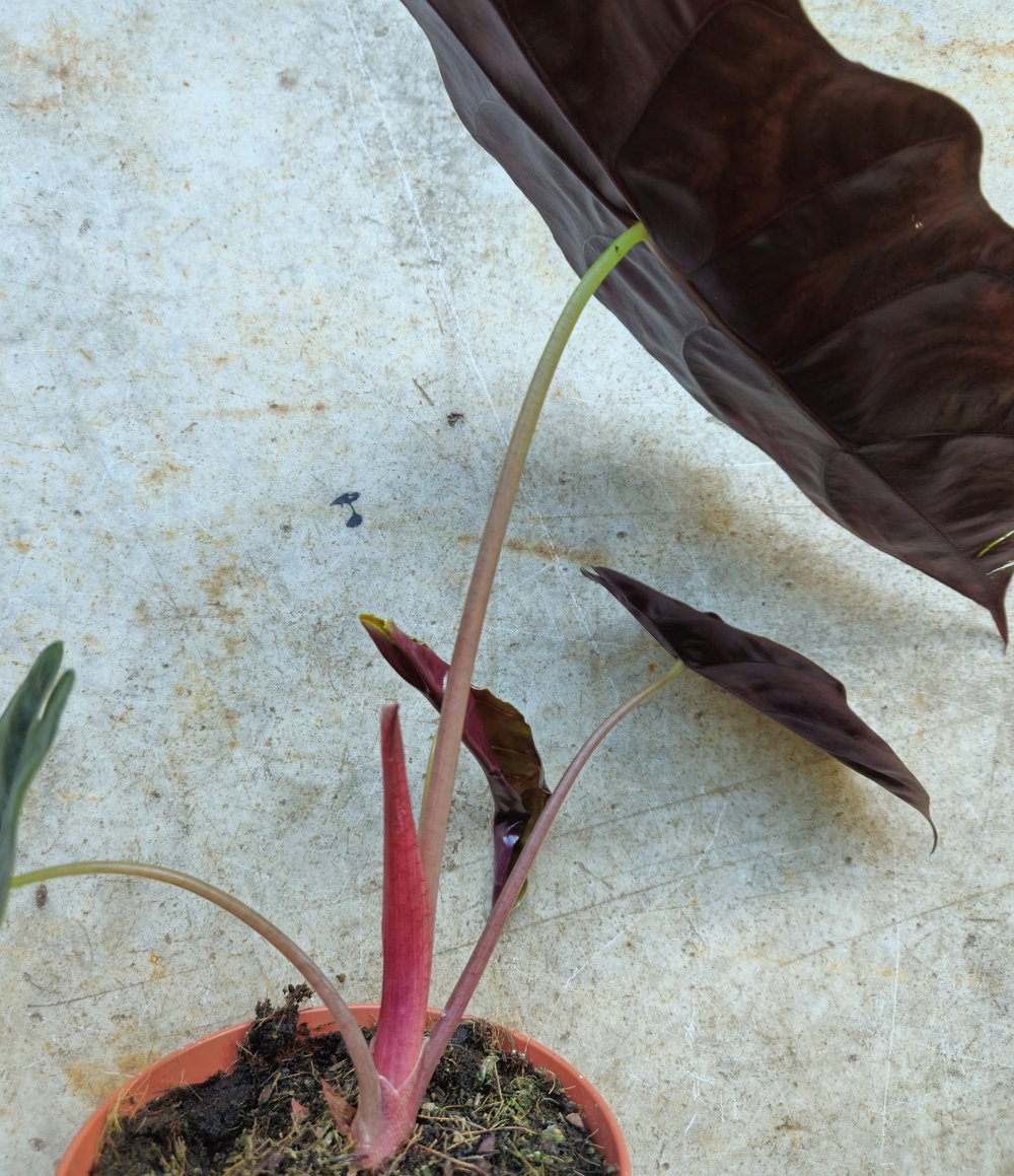 Alocasia &