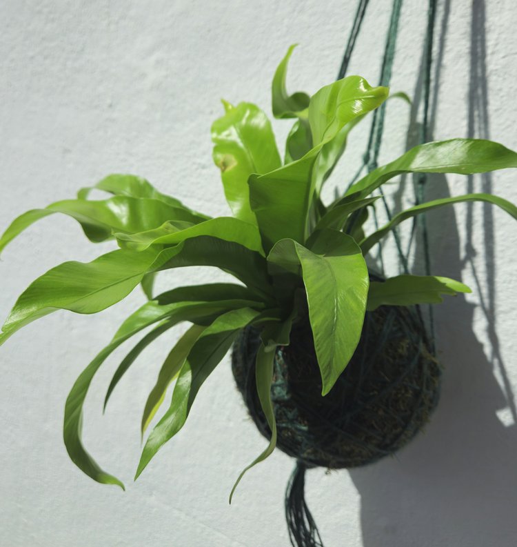 Kokedama planted with birds nest fern