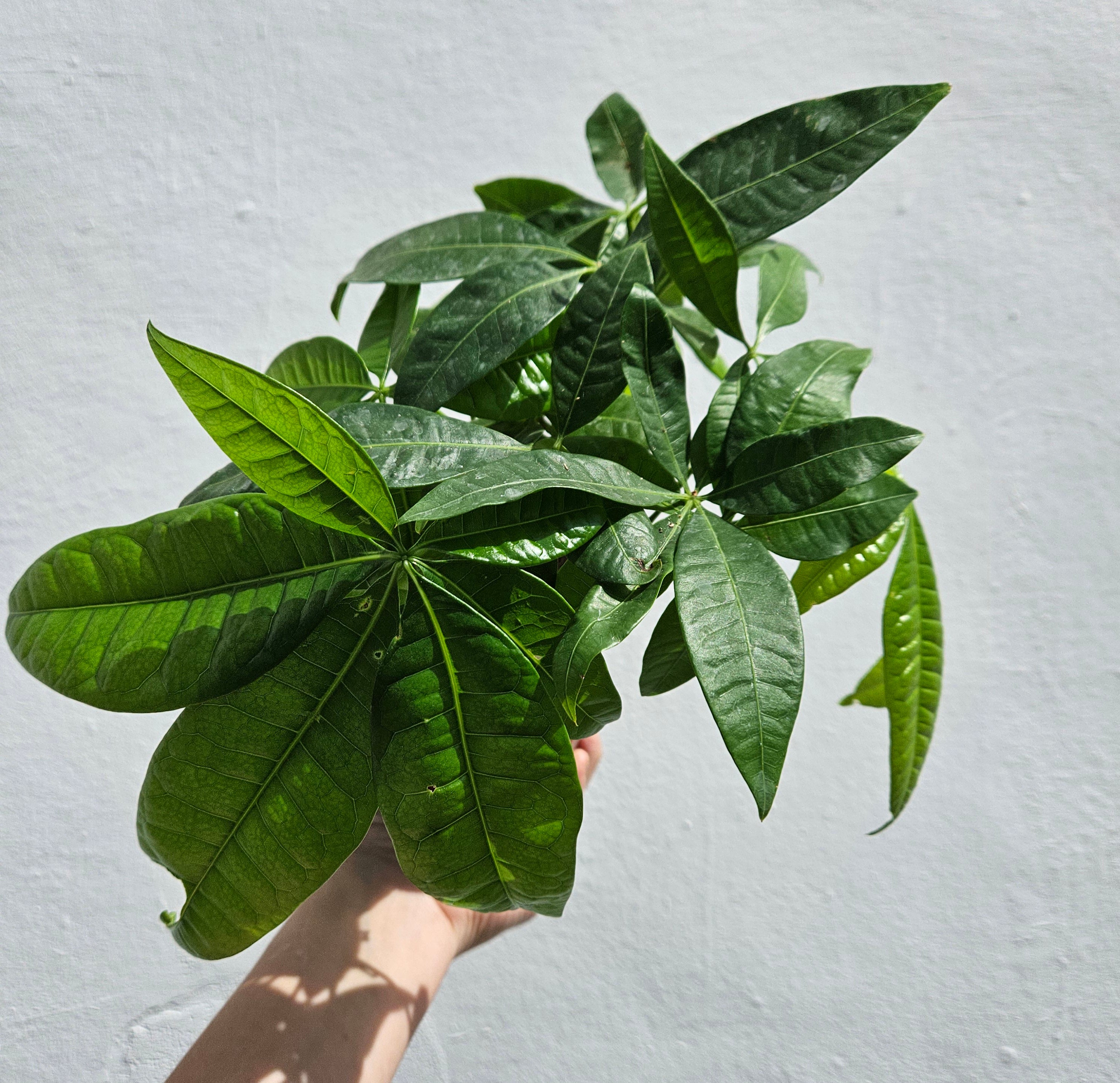 Pachira aquatica (Guiana Chestnut/ Money Tree)