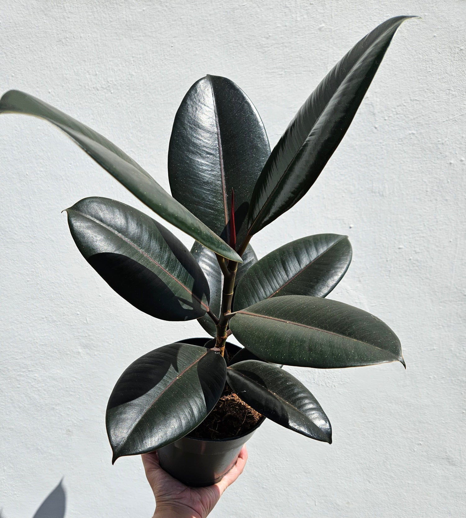 Ficus elastica (Rubber Plant) -5 varieties available